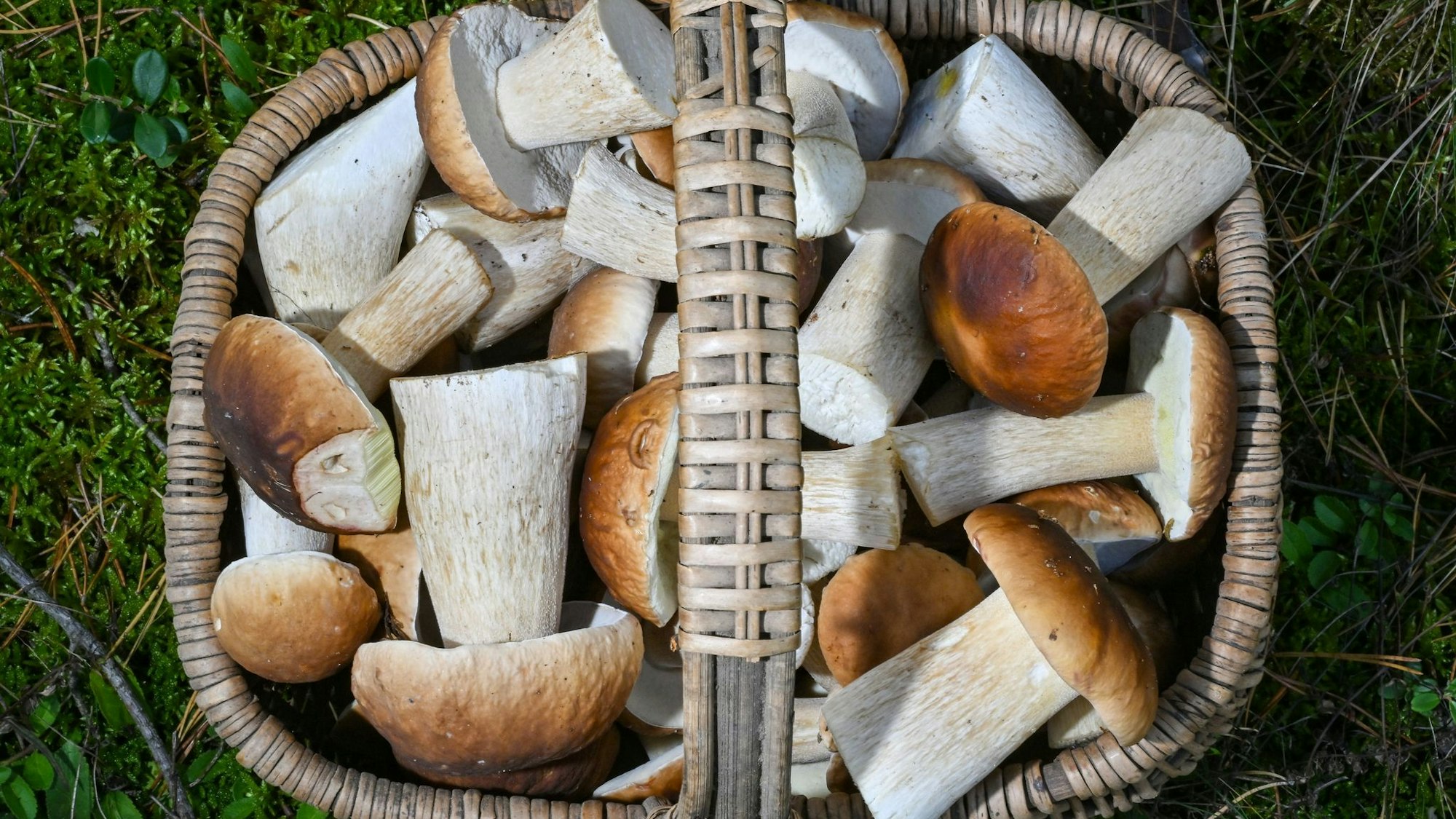 Manchmal hat man bei der Suche so viel Glück, dass mehr Pilze im Korb landen, als man mit einem Mal zubereiten kann. Dann kann man sie trocknen.
