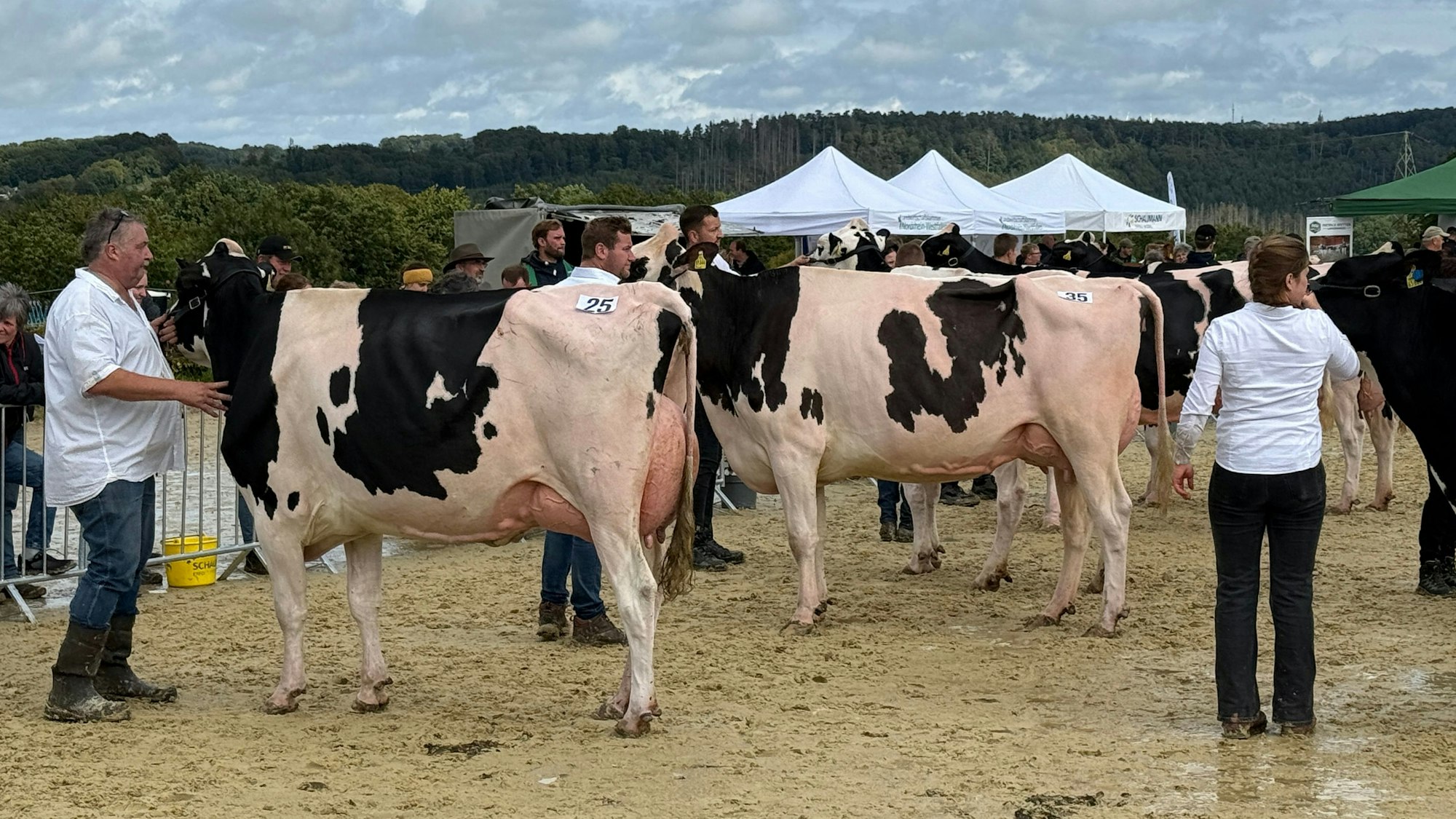 Mehr als 80 Rassekühe, dazu viele Pferde, Schafe und Kleintiere, waren bei der diesjährigen Kreistierschau auf der Reitanlage von Bernd Lohmann in Hückeswagen (im Bild bei der linken Kuh) zu Gast.