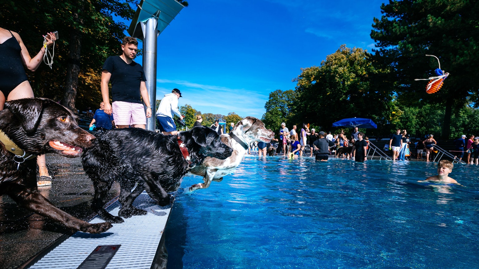 Mehrere Hunde springen ins Schwimmbad.