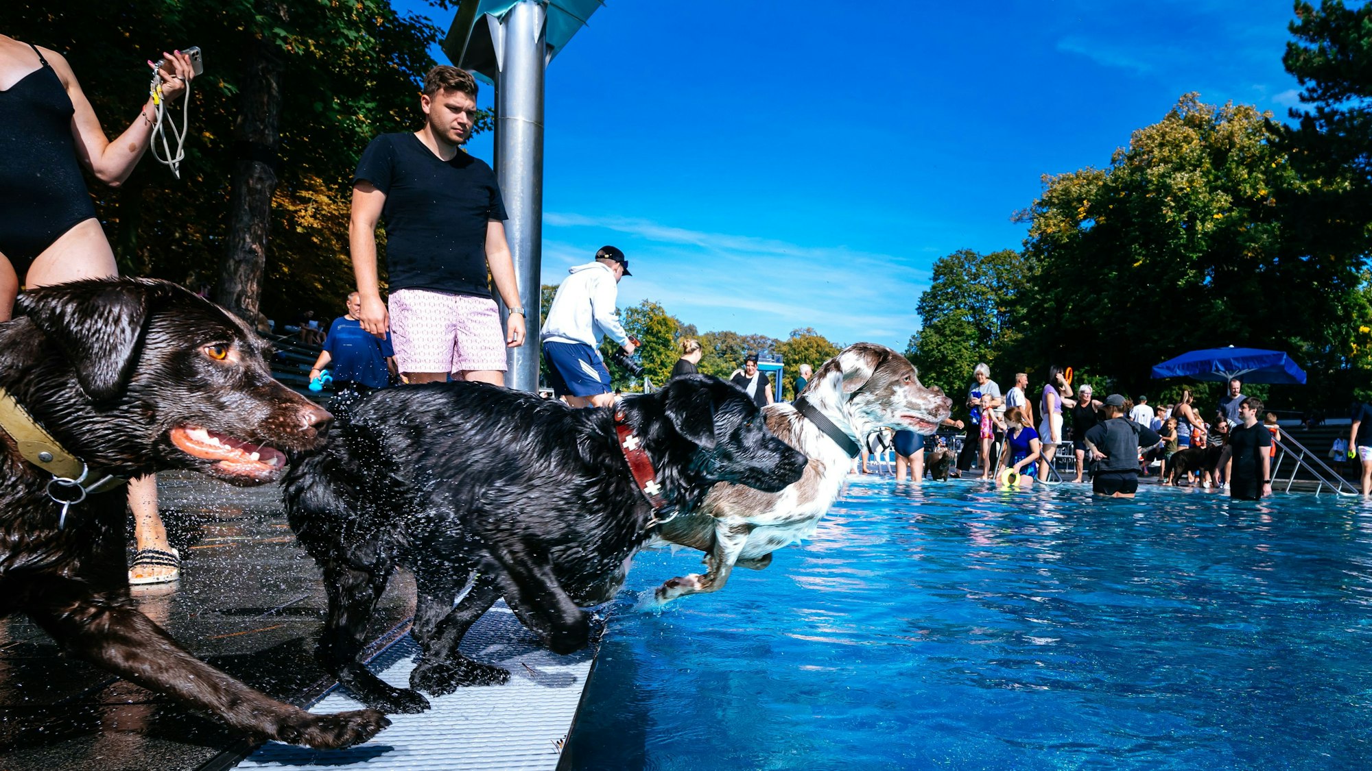 Mehrere Hunde springen ins Schwimmbad.