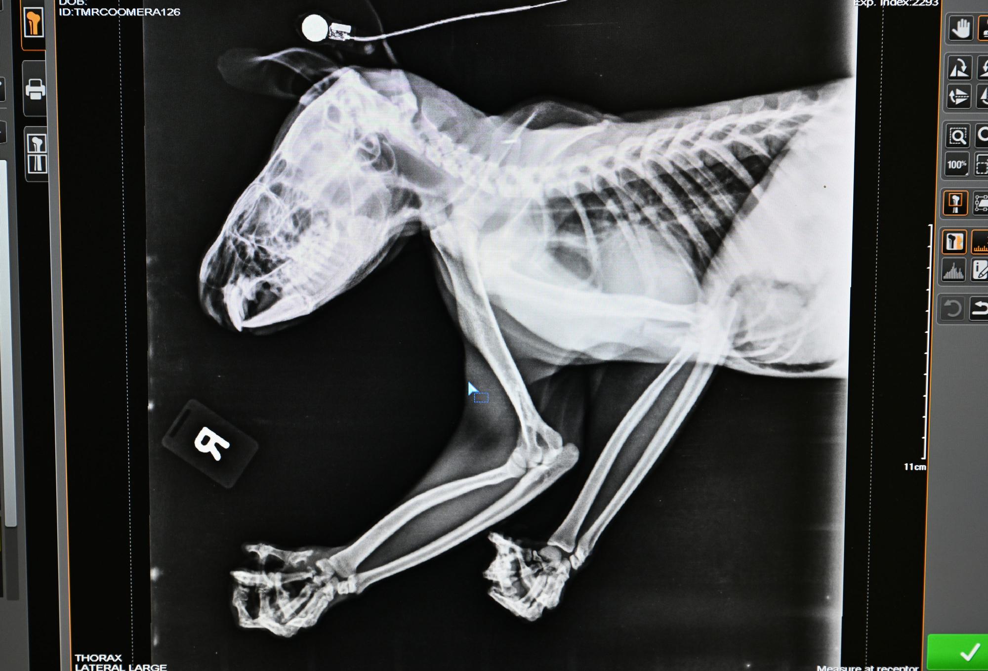Ein Röntgenbild eines Koalas ist auf einem Bildschirm in der Endeavour Veterinary Ecology zu sehen