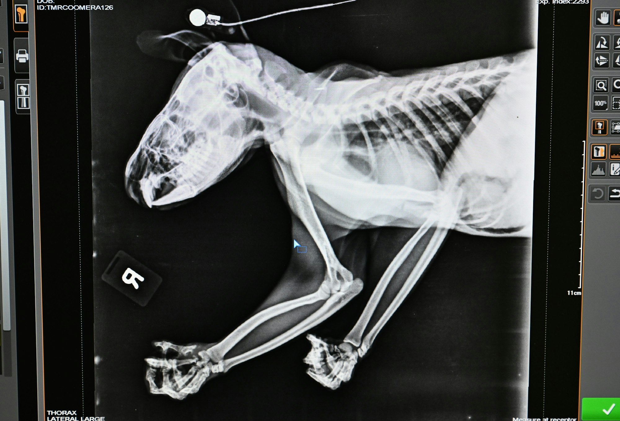 Ein Röntgenbild eines Koalas ist auf einem Bildschirm in der Endeavour Veterinary Ecology zu sehen