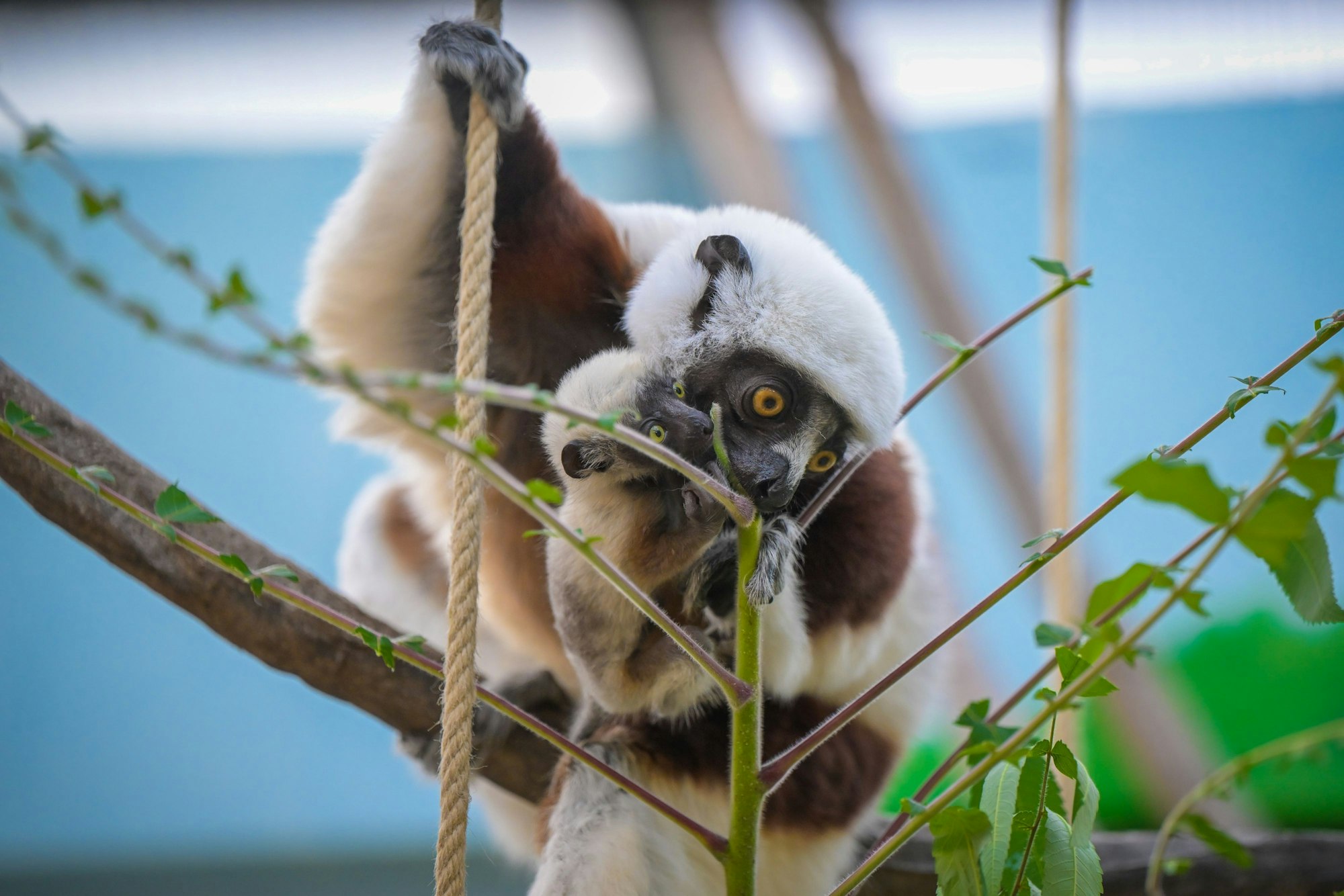 Das Jungtier der Sifakas bei seiner Mutter