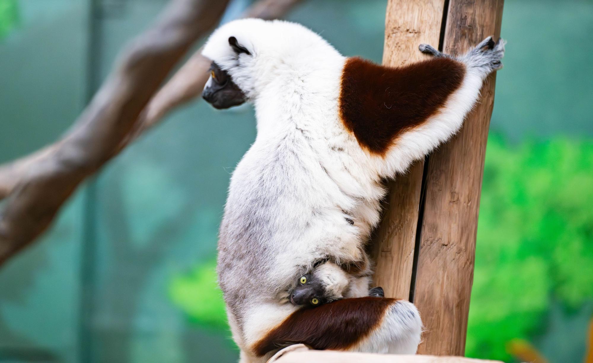 Köln: Ein junges Coquerel-Sifaka klammert sich an den Bauch seiner Mutter Euphemia.