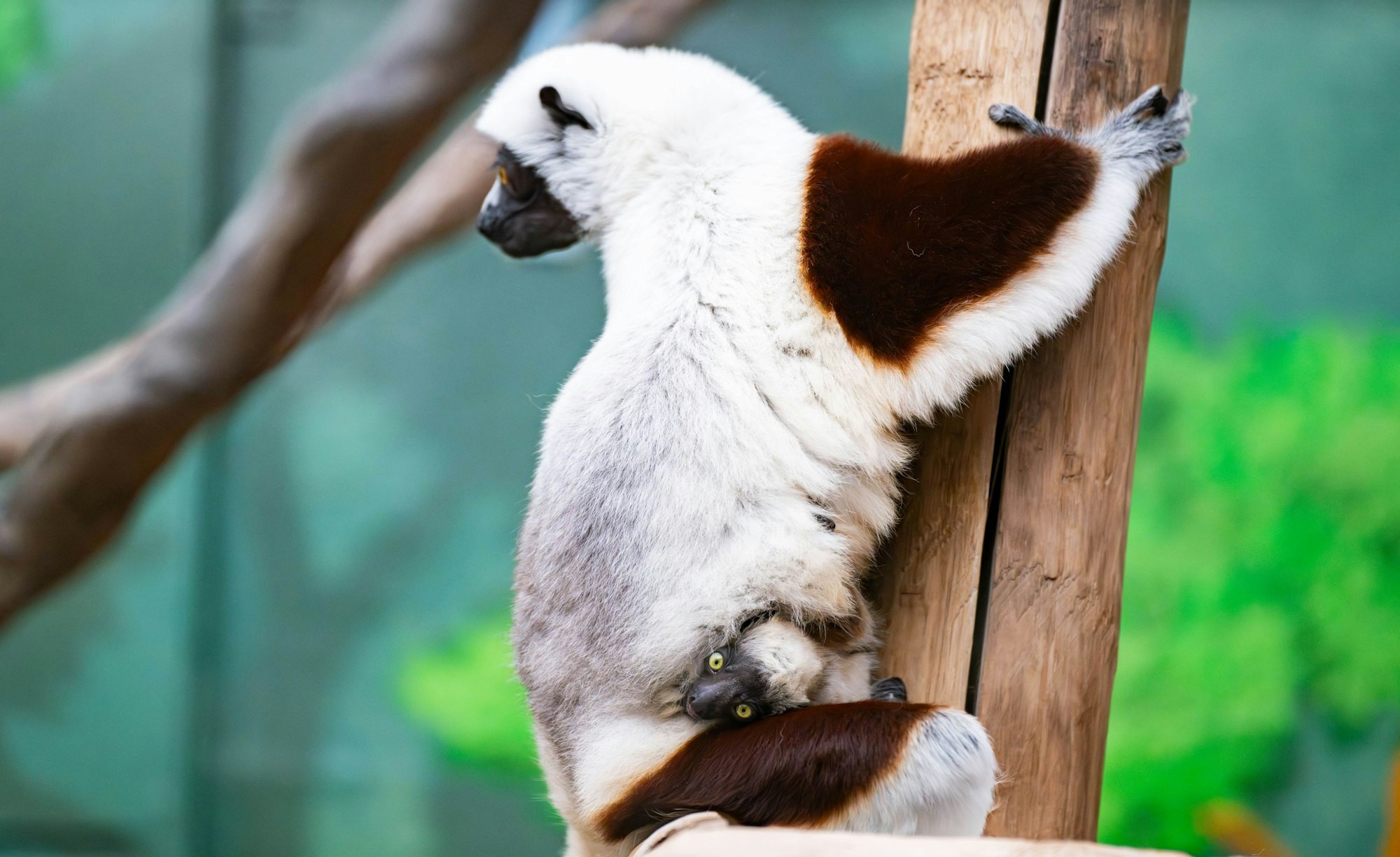 Köln: Ein junges Coquerel-Sifaka klammert sich an den Bauch seiner Mutter Euphemia.
