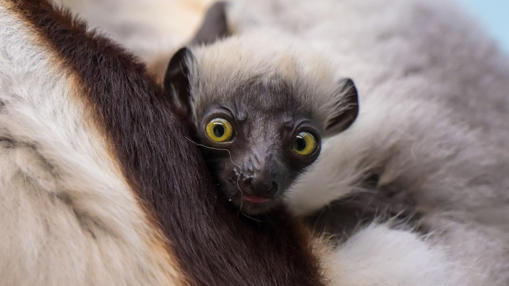 Im Kölner Zoo ist ein Sifaka geboren worden.