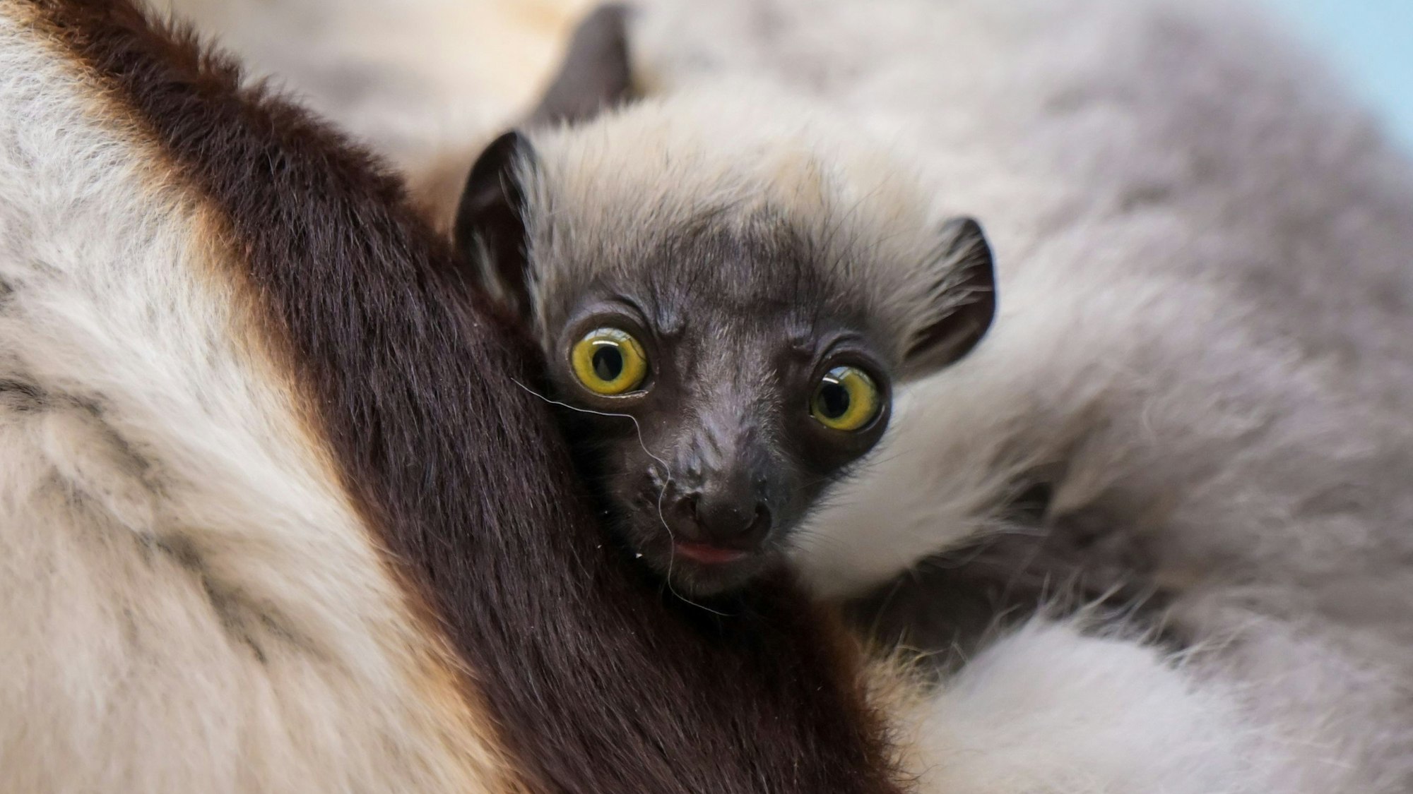 Im Kölner Zoo ist ein Sifaka geboren worden.