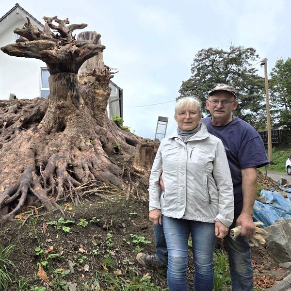 Mächtig und wunderschön erstreckt sich das Wurzelwerk eines alten Baumes über das Grundstück des Waldbröler Ehepaares Olga und Valerian Bäumler. Allein der Stumpf des Baumes ist meterhoch.
