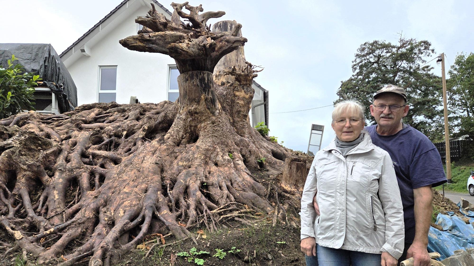 Mächtig und wunderschön erstreckt sich das Wurzelwerk eines alten Baumes über das Grundstück des Waldbröler Ehepaares Olga und Valerian Bäumler. Allein der Stumpf des Baumes ist meterhoch.