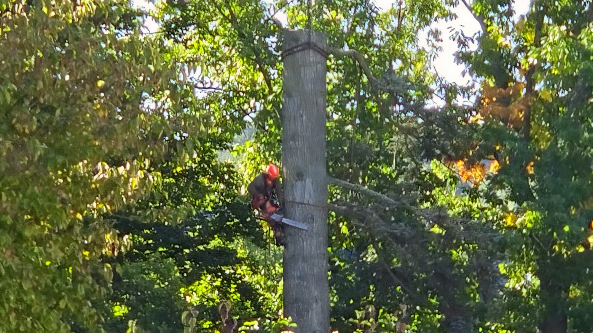 Ein Mann mit Kettensäge klettern an einem Stamm hoch.