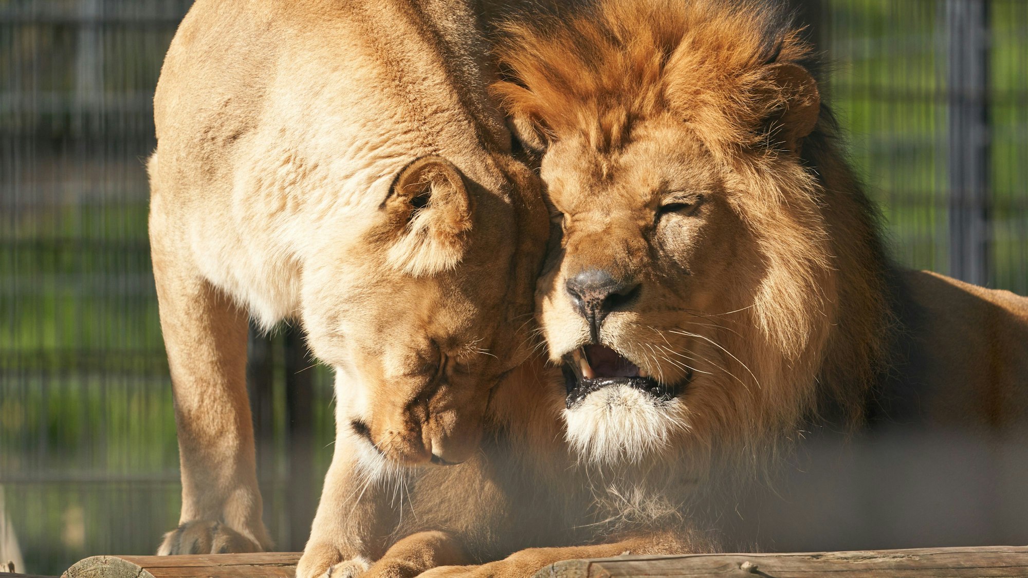 Berberlöwe „Schröder“ kuschelt in seinem Gehege im Zoo Neuwied.