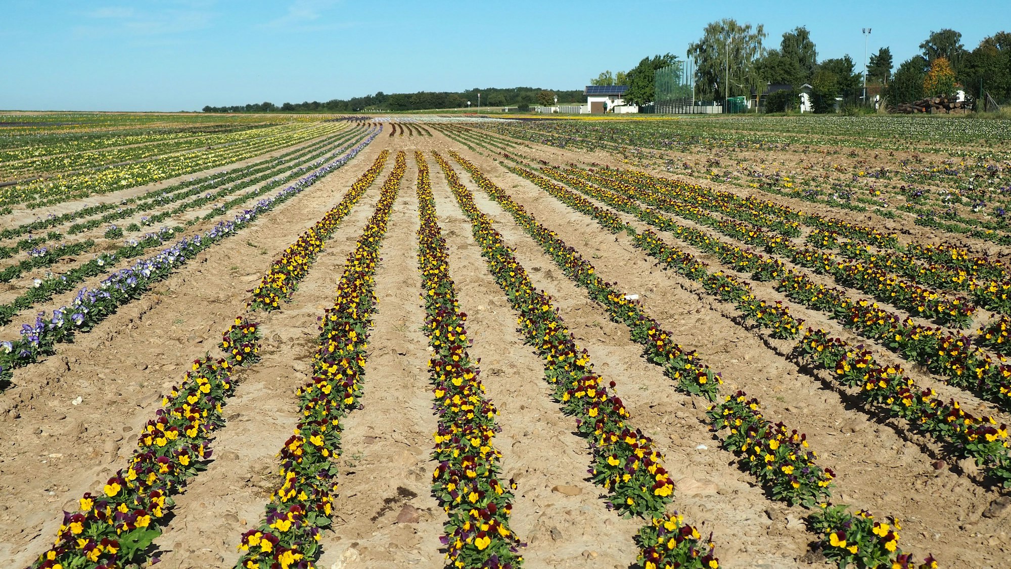 Viele Reihen Stiefmütterchen erstrecken sich unter blauem Himmel.