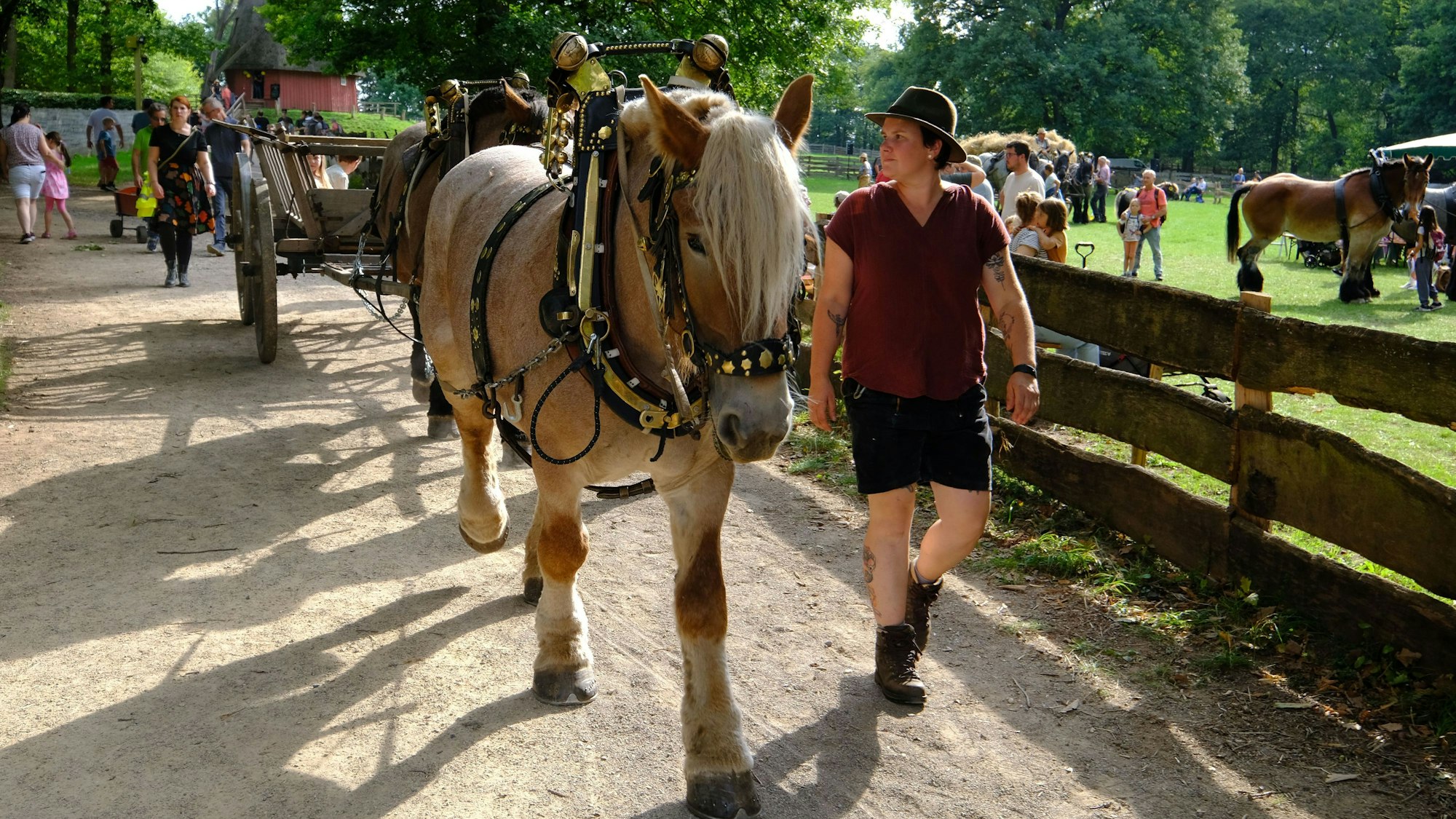 Ein Museumslandwirt führt ein Kaltblutpferd, das einen Erntewagen zieht, übers Museumsgelände.