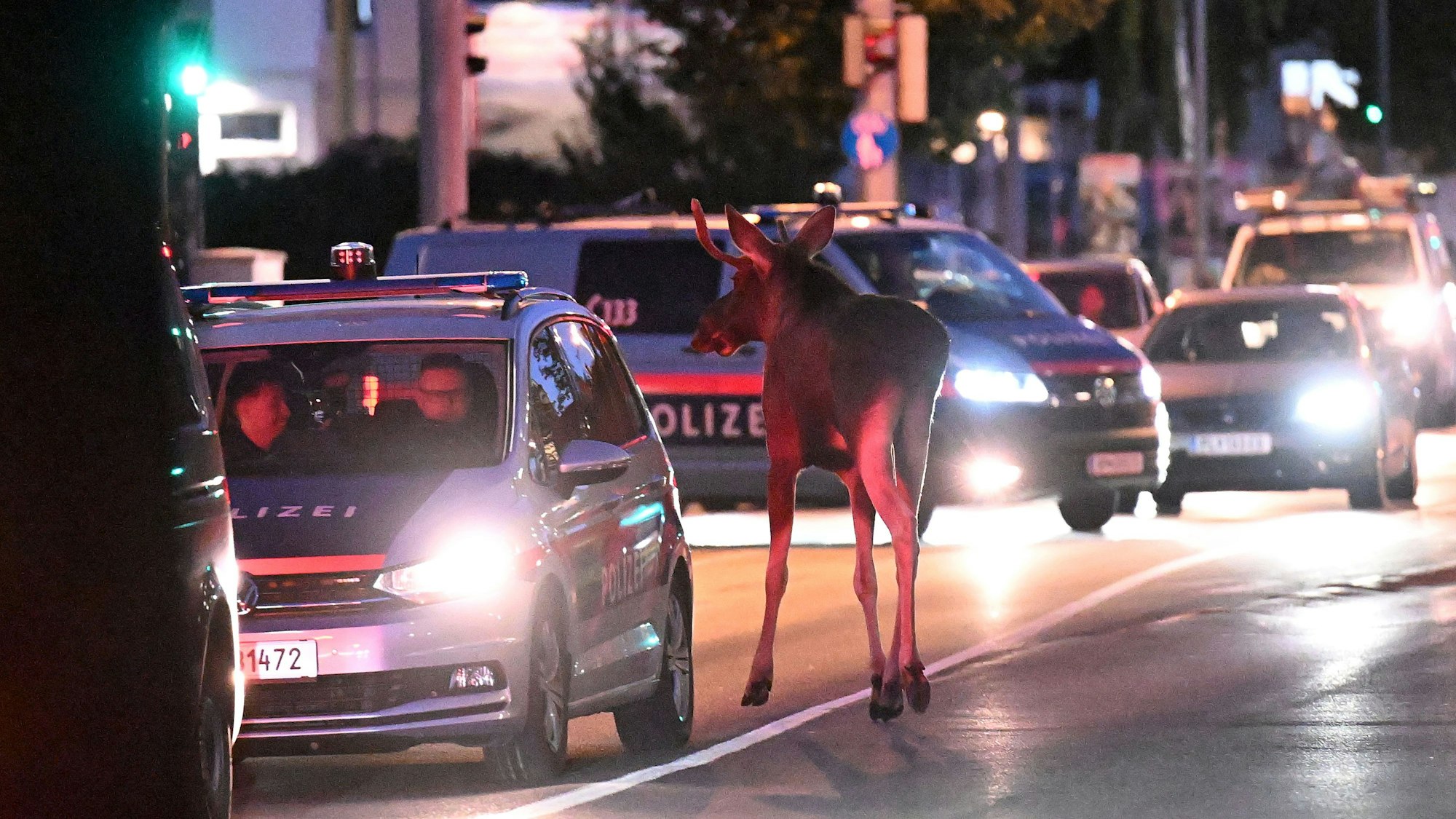 Elch Emil steht zwischen Autos auf einer Straße. Mehrere Wochen war Emil als „Wahl-Niederösterreicher“ im Bundesland Niederösterreich unterwegs. (Archivbild)