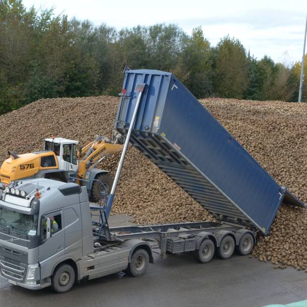 Ein Schwerlastwagen kippt Rüben auf einen großen Haufen.