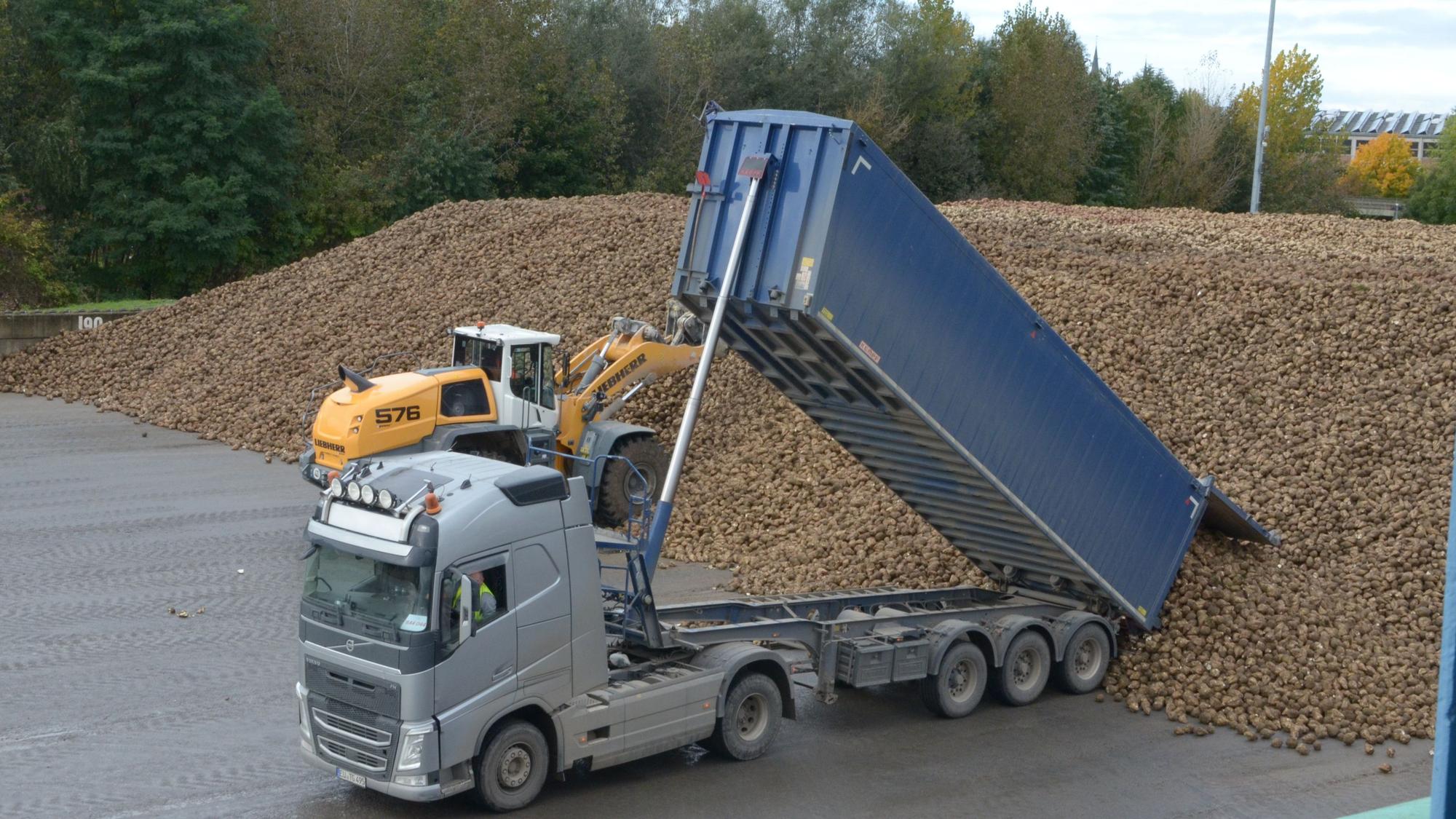 Ein Schwerlastwagen kippt Rüben auf einen großen Haufen.