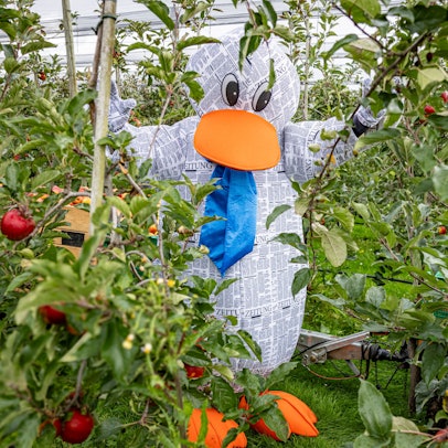 paula Print Apfelernte Bornheim Foto: Meike Böschemeyer