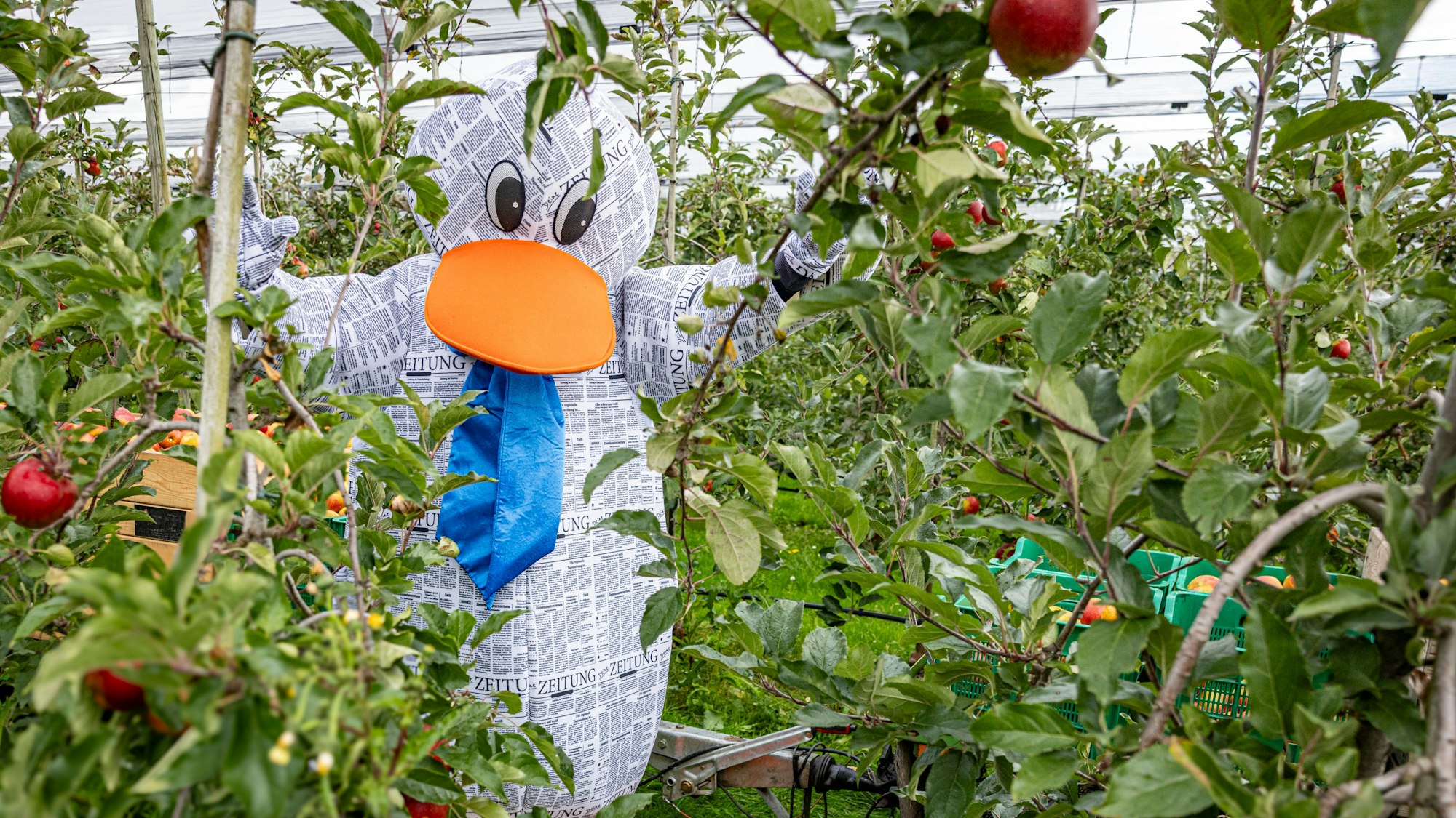 paula Print Apfelernte Bornheim Foto: Meike Böschemeyer