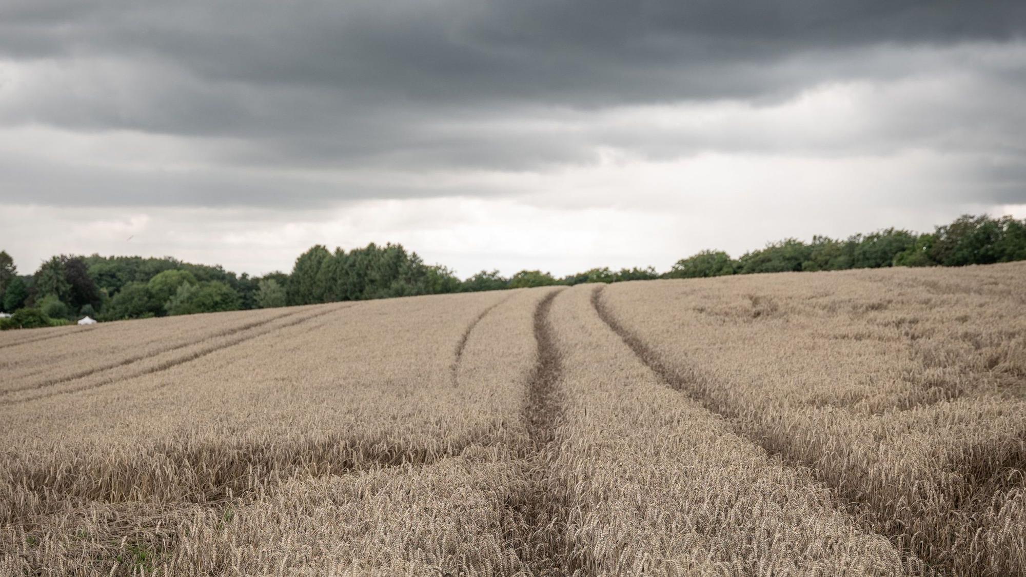 Kritiker befürchten mehr Bürokratie auch für die Landwirtschaft. Hier ein Feld bei Wermelskirchen. (Archiv)