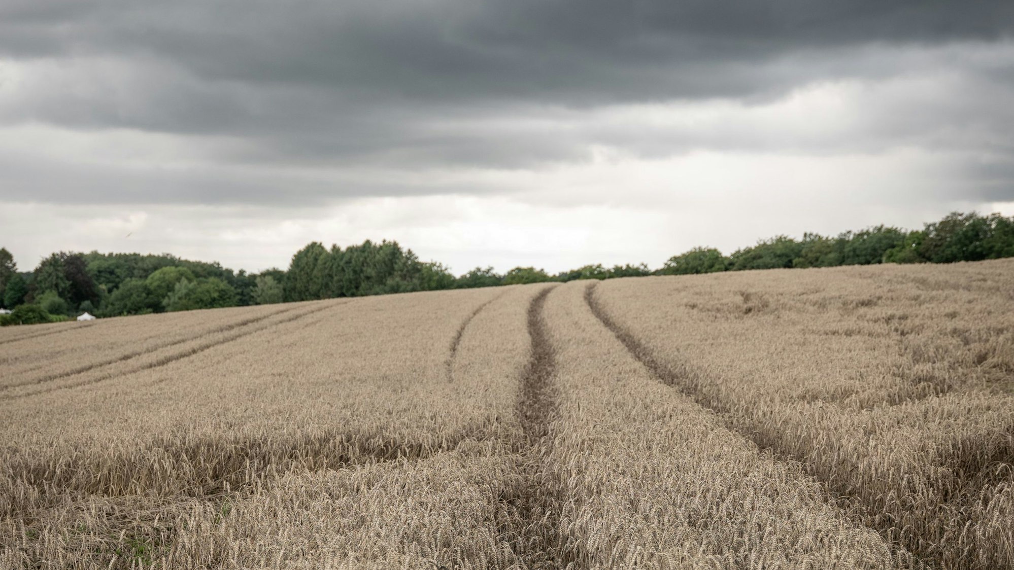 Kritiker befürchten mehr Bürokratie auch für die Landwirtschaft. Hier ein Feld bei Wermelskirchen. (Archiv)