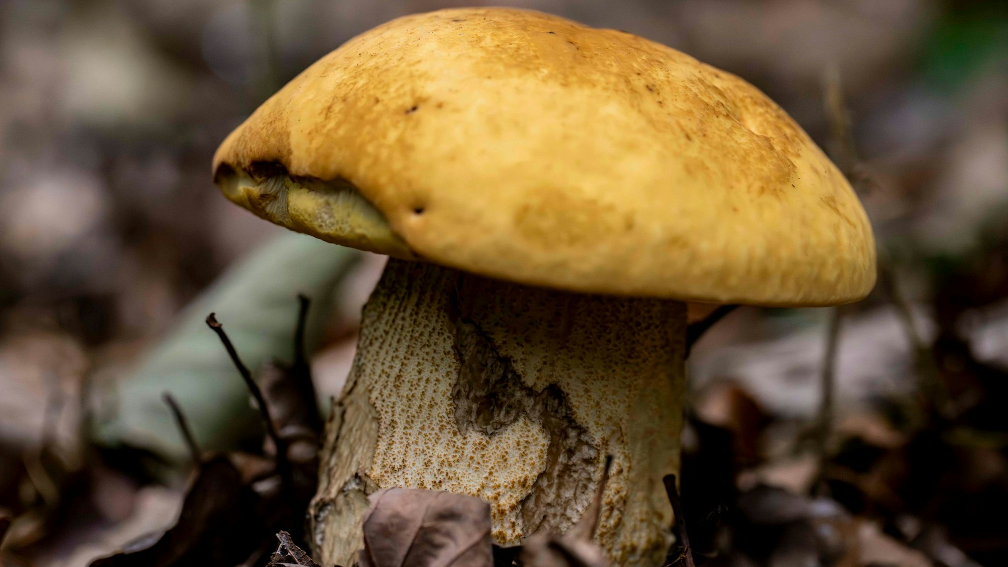 Das Bild zeigt einen Pilz auf dem Waldboden.
