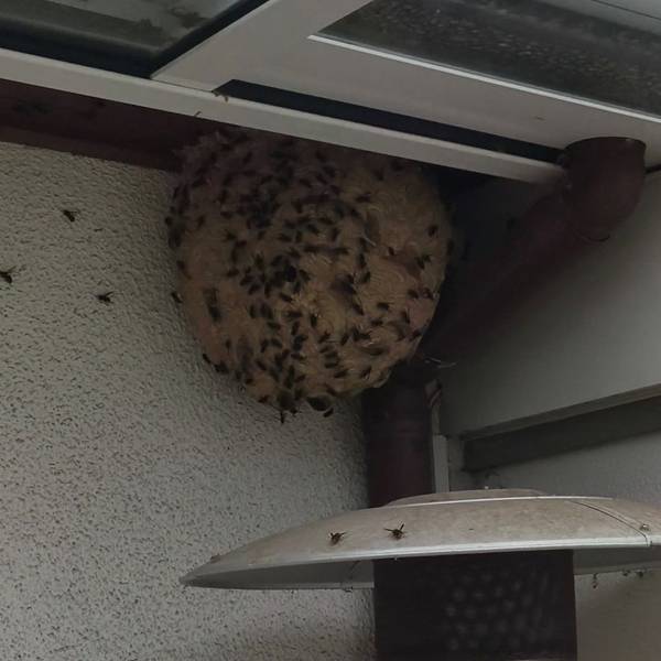 Ein Nest der Asiatischen Hornisse in Köln.