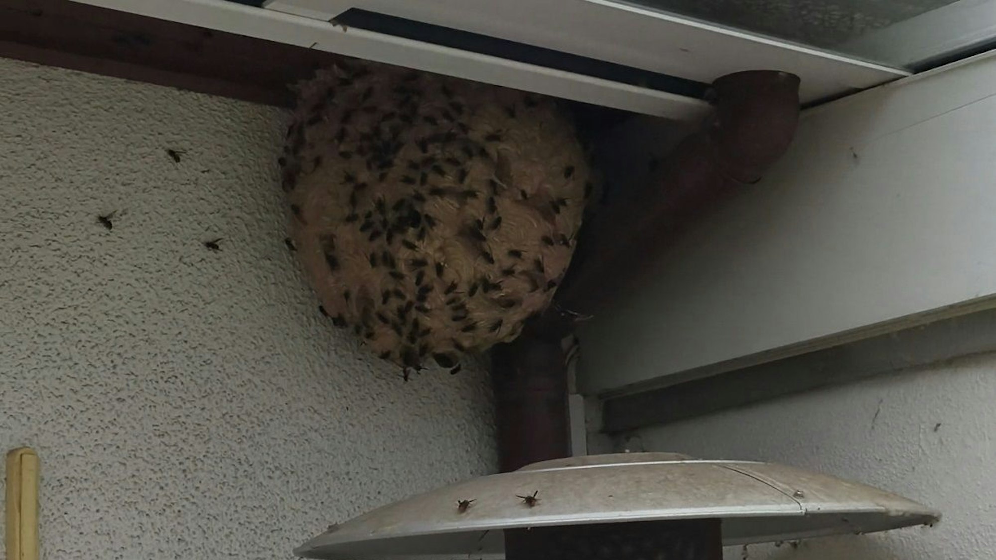 Ein Nest der Asiatischen Hornisse in Köln.