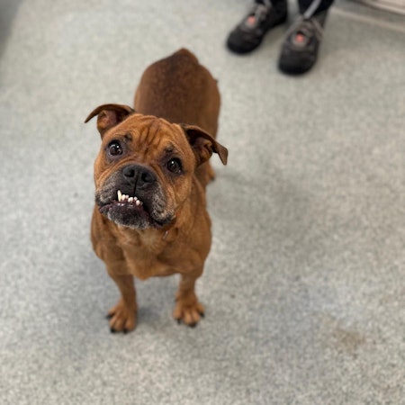 Ein kleiner Hund blick in die Kamera.