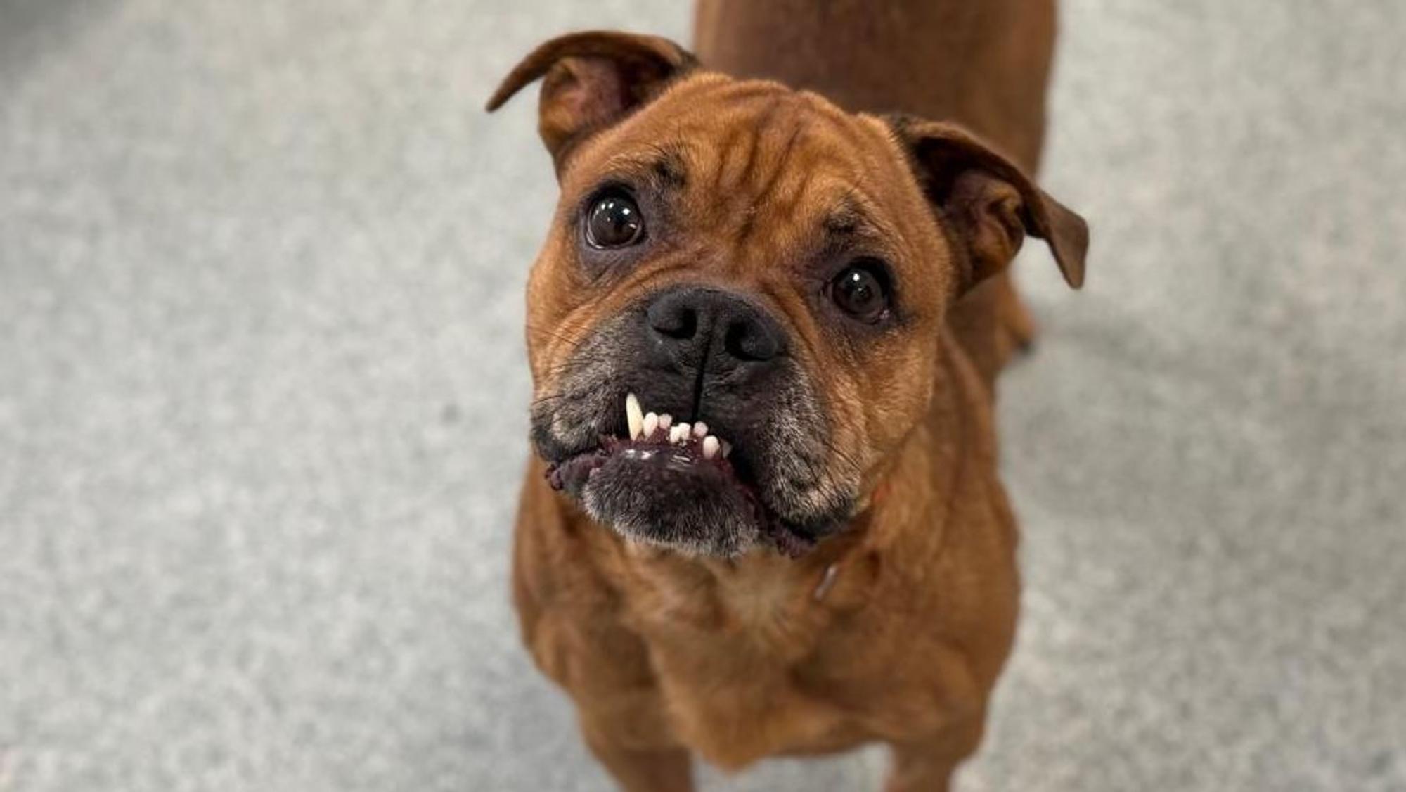 Ein kleiner Hund blick in die Kamera.