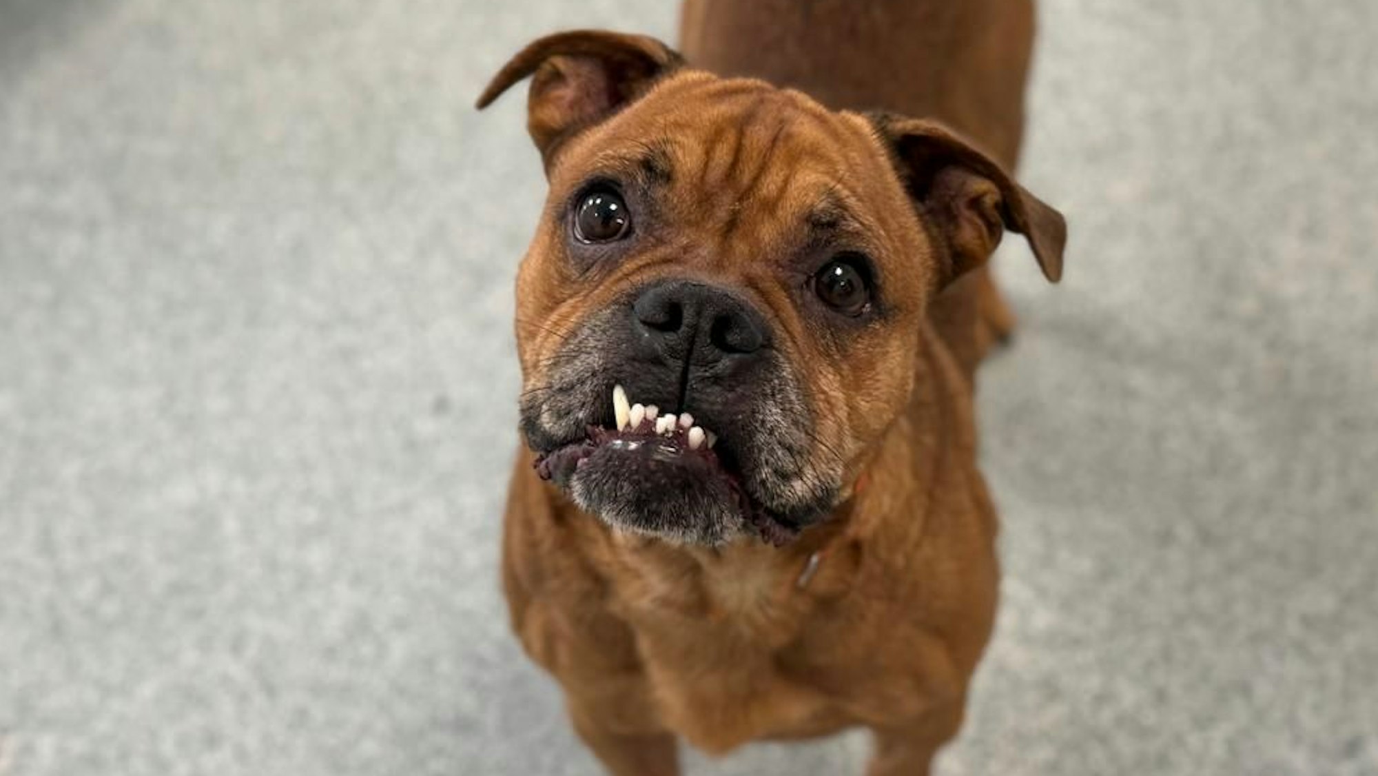 Ein kleiner Hund blick in die Kamera.