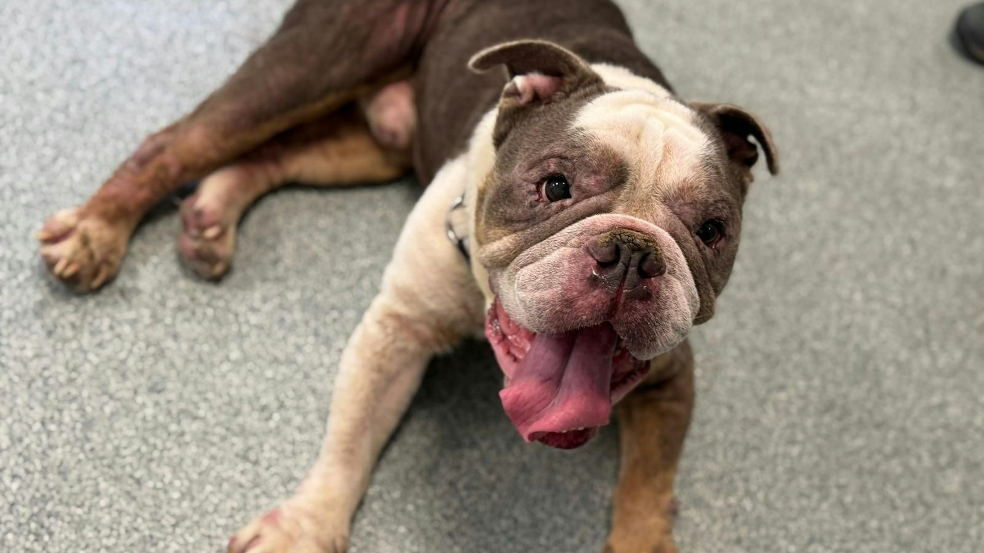 Ein weiß-brauner Hund liegt auf dem Boden.