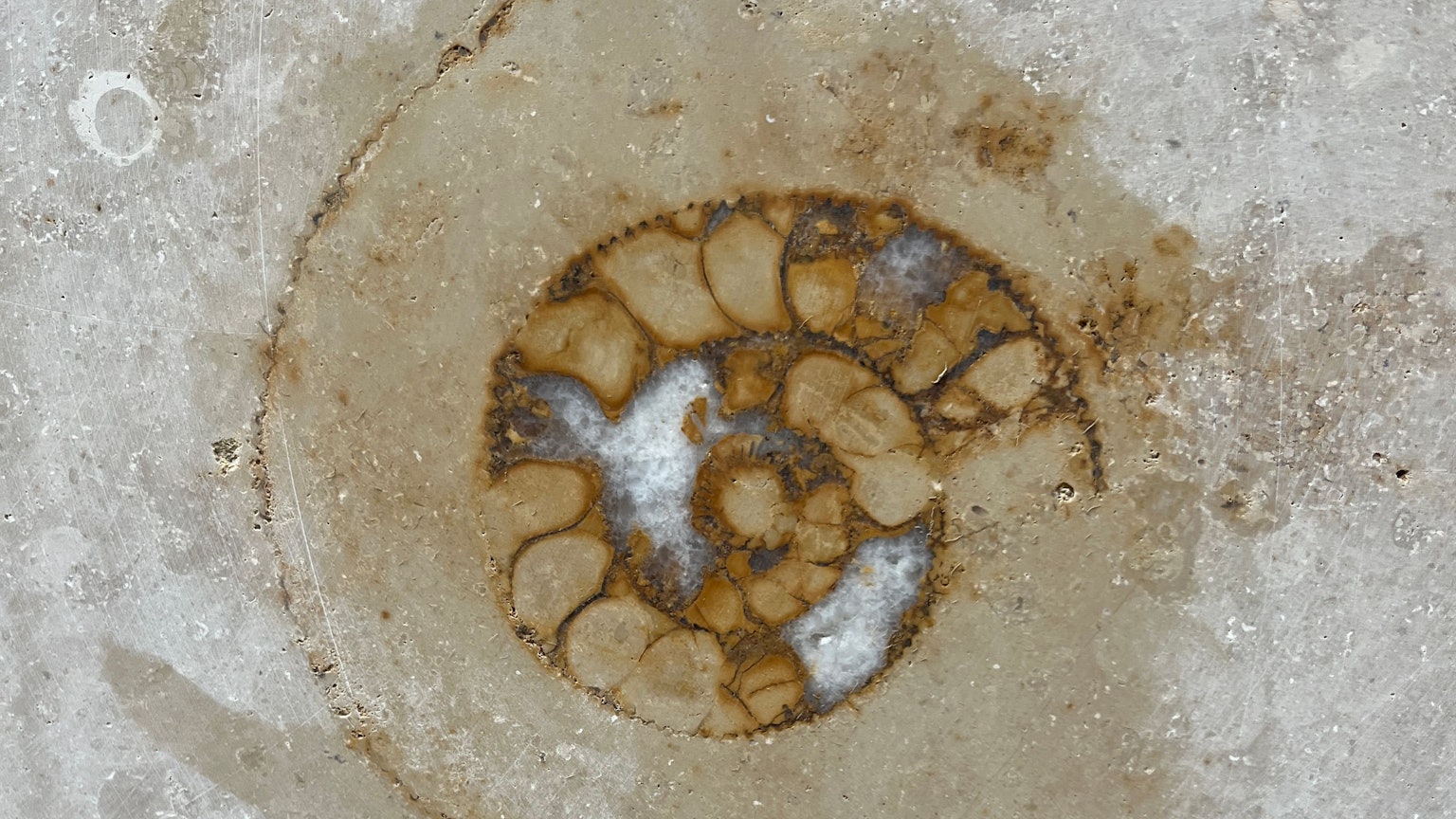 Das versteinerte Muschelgehäuse eines ausgestorbenen Tintenfischs. Wo in Köln mag das sein? In der Fassade des Gerling-Quartiers. Und es ist nur eines von sehr vielen.