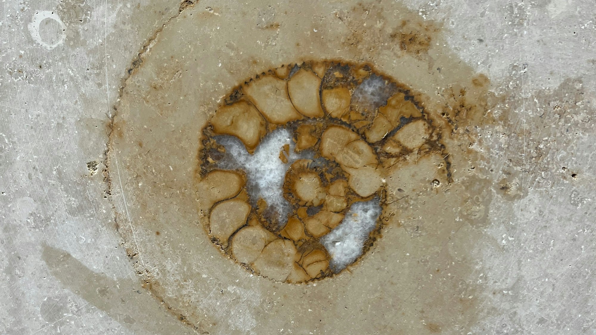 Das versteinerte Muschelgehäuse eines ausgestorbenen Tintenfischs. Wo in Köln mag das sein? In der Fassade des Gerling-Quartiers. Und es ist nur eines von sehr vielen.