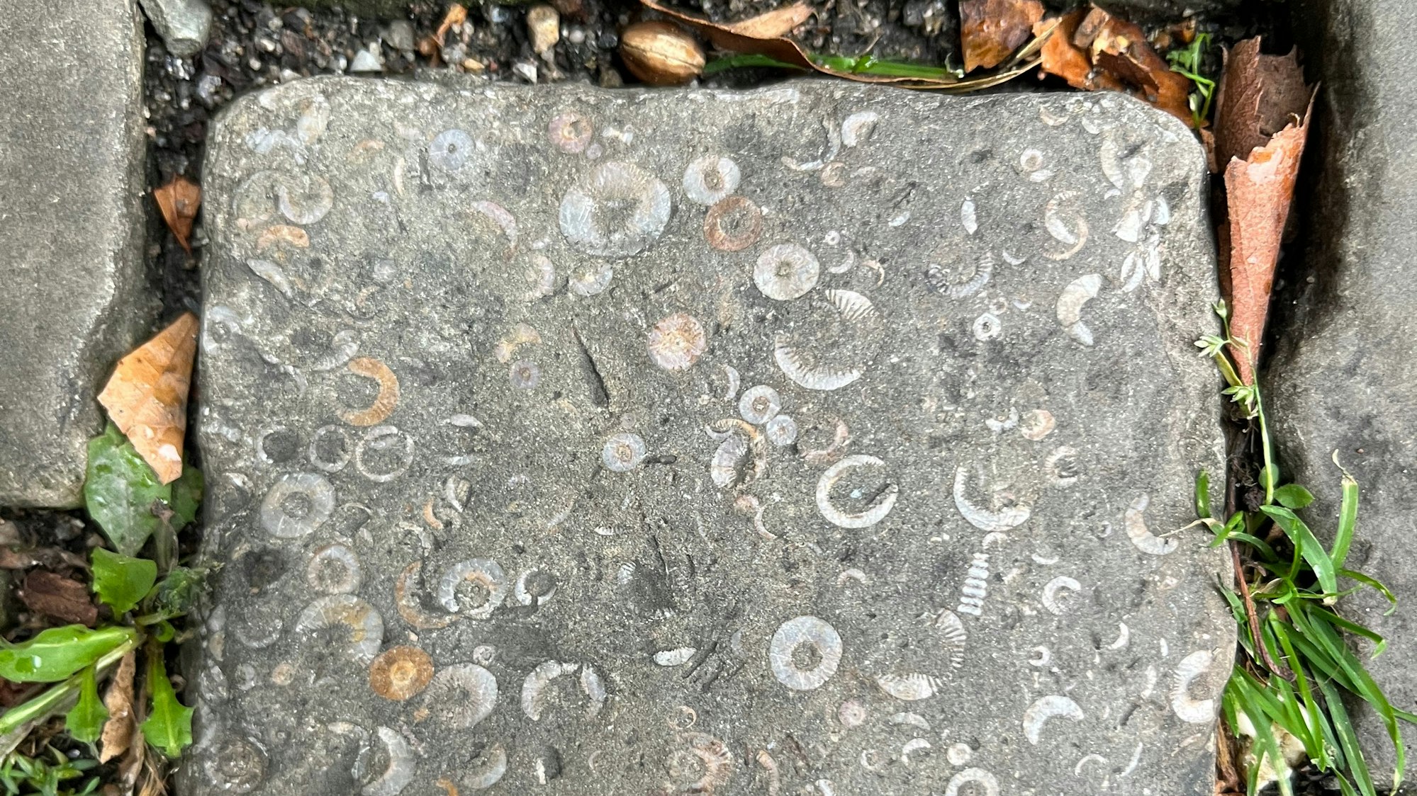 Versteinerte Stiele von Seelilien sind in in den Pflastersteinen vor St. Gereon zu sehen.