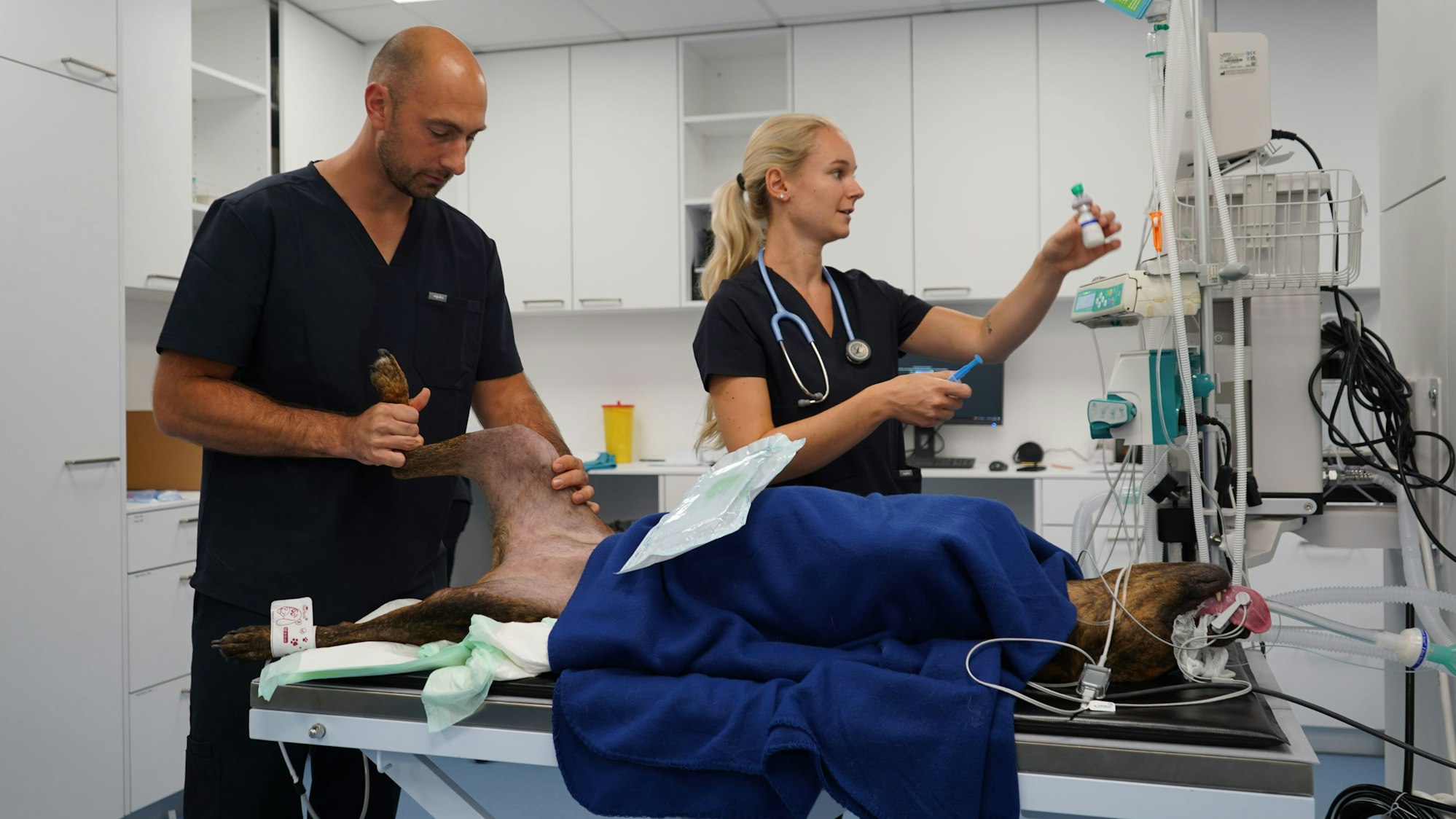 Das Foto zeigt einen Hund bei der OP-Vorbereitung.