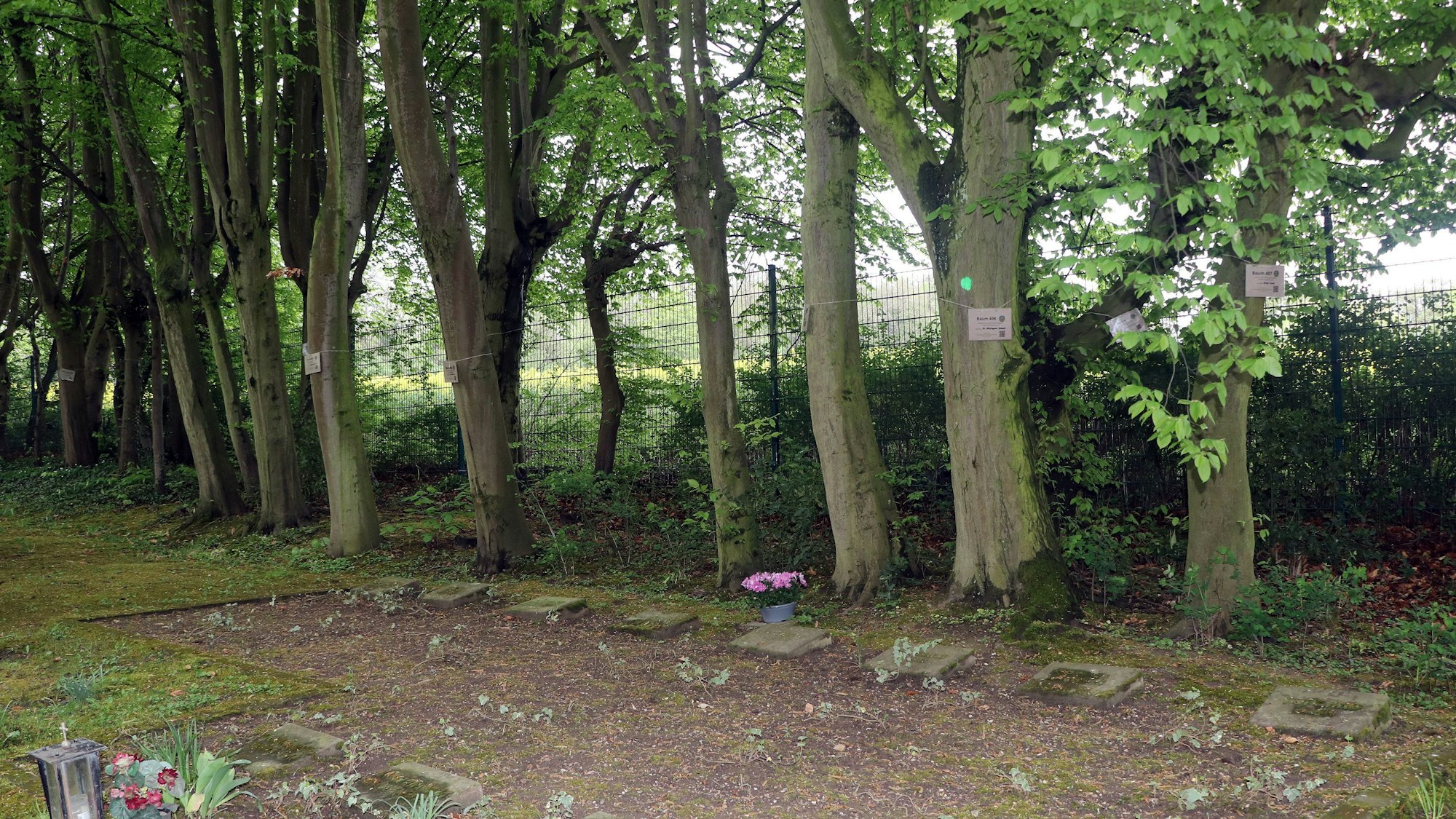 Auf dem Bild ist ein Teil eines Friedhofs mit Bäumen zu sehen.
