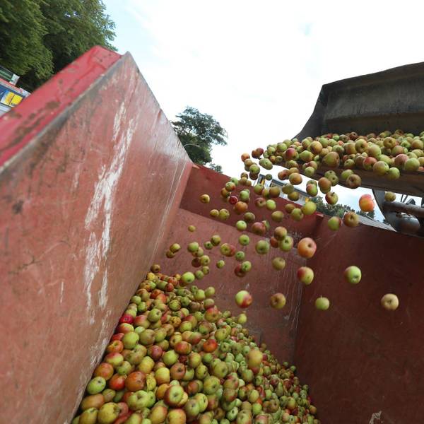 Äpfelabgabe beim Baumarkt Klein in Königswinter-Oberpleis für die Biologische Station des Rhein-sieg-Kreises
drei Container haben dieses Jahr nicht gereicht