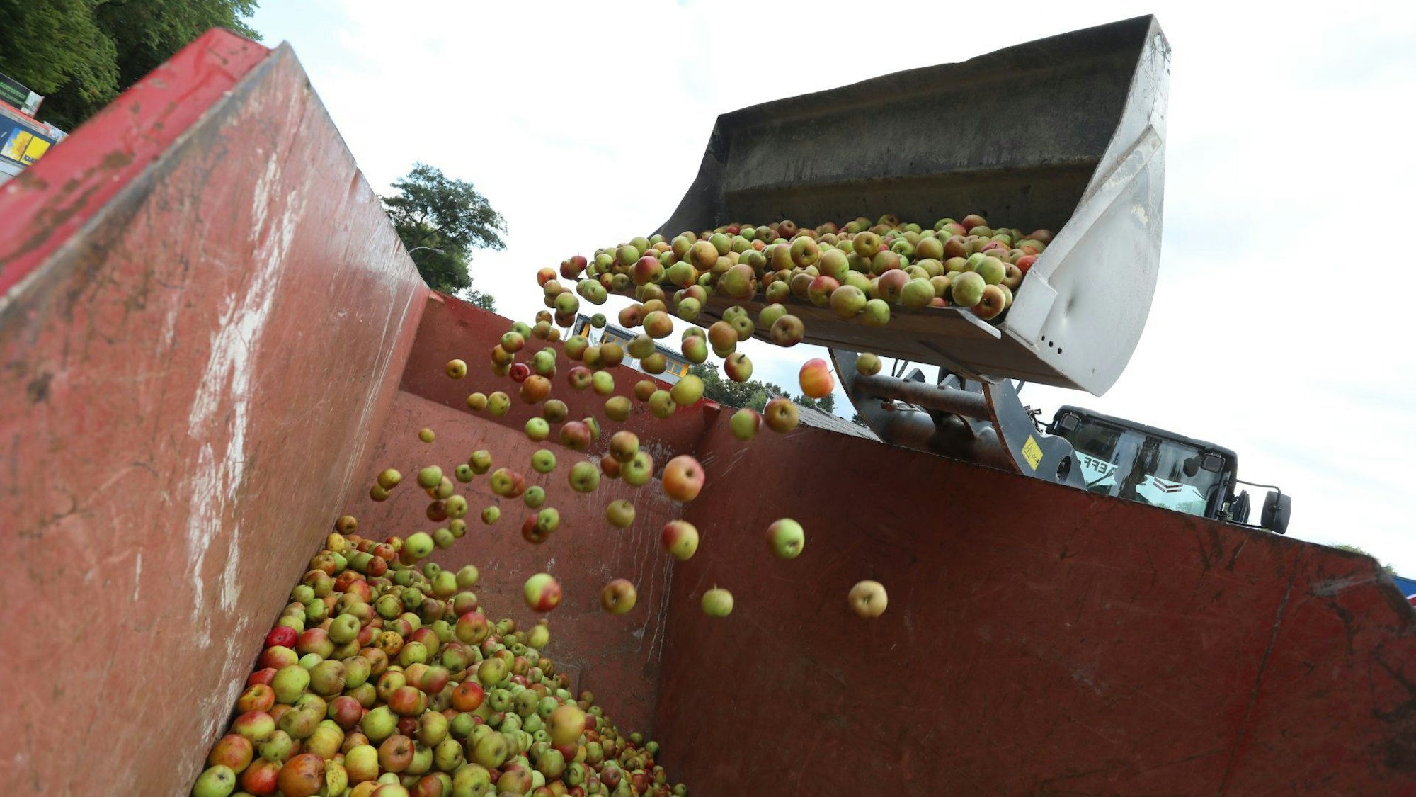 Äpfelabgabe beim Baumarkt Klein in Königswinter-Oberpleis für die Biologische Station des Rhein-sieg-Kreises
drei Container haben dieses Jahr nicht gereicht