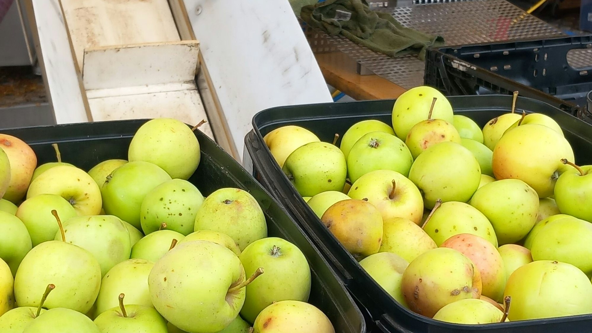 Äpfel für die Presse des Streuobstwiesennetzwerks Sonne