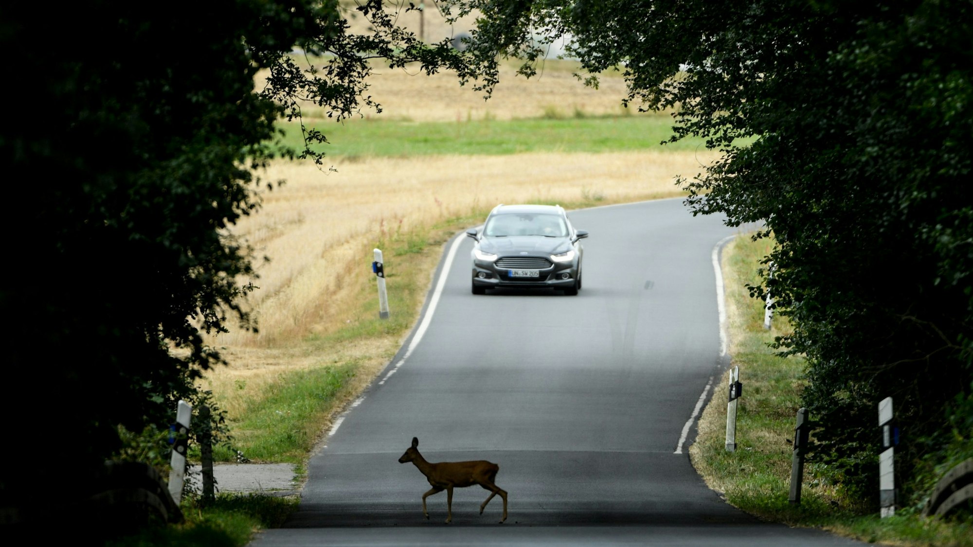 Im Herbst ist das Unfallrisiko durch Wildwechsel besonders hoch.