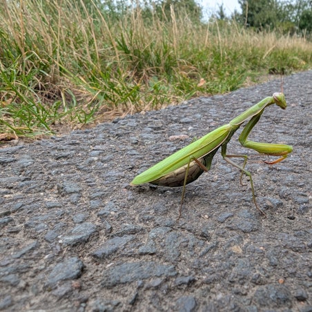 Eine Gottesanbeterin in auf dem Messdorfer Feld in Bonn.