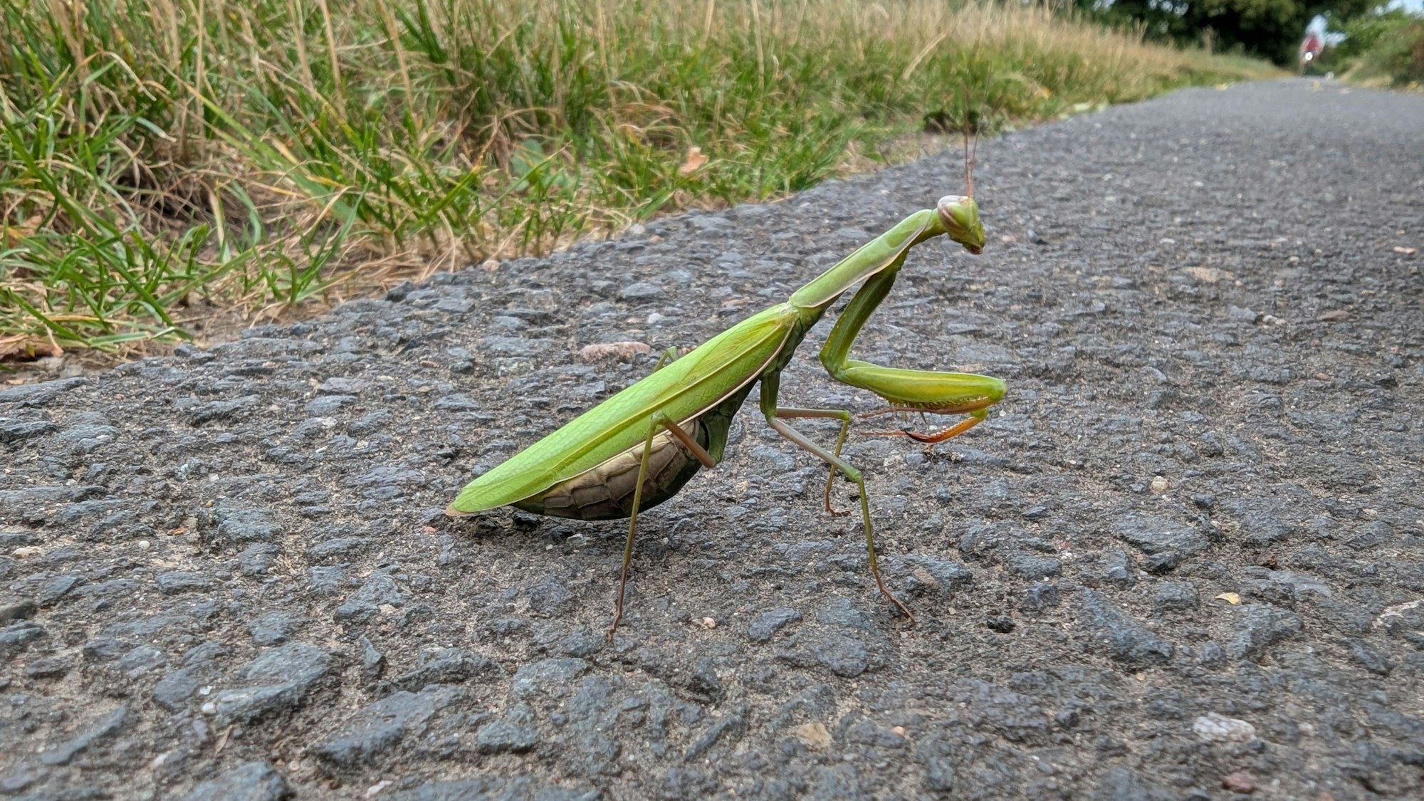 Eine Gottesanbeterin auf einem Weg im Messdorfer Feld in Bonn.