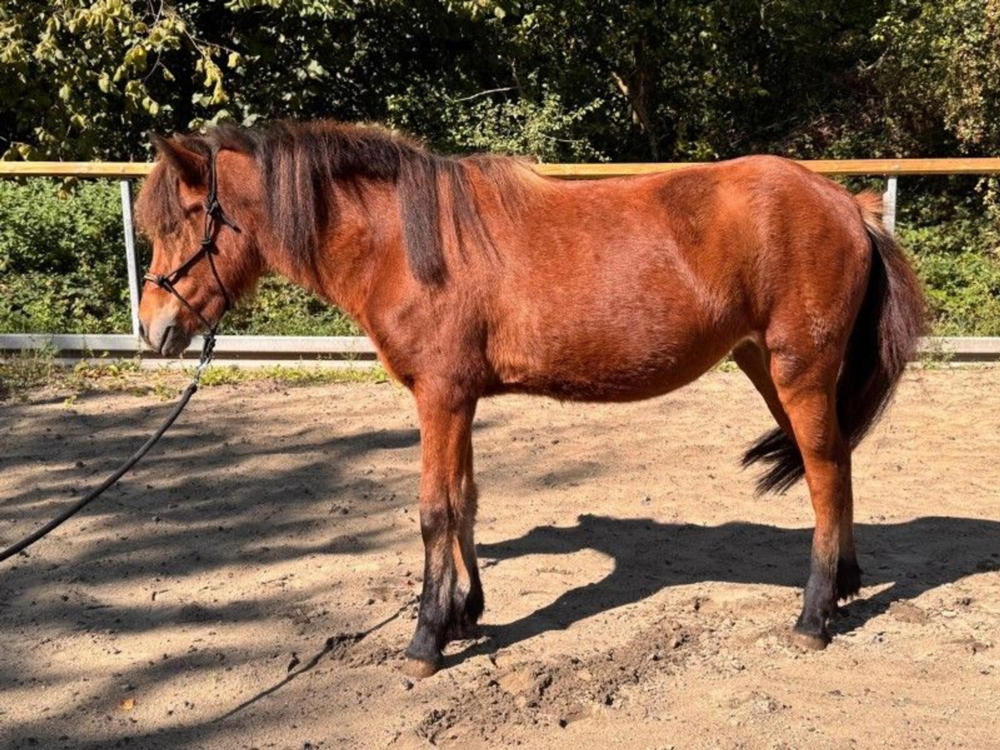 Kara Kastanía heißt diese Stute, die aus schlechter Haltung fortgenommen wurde und versteigert werden soll. Wer sie kauft, bekommt möglicherweise zwei für den Preis von einem: Die braune Stute könnte ein Fohlen erwarten.