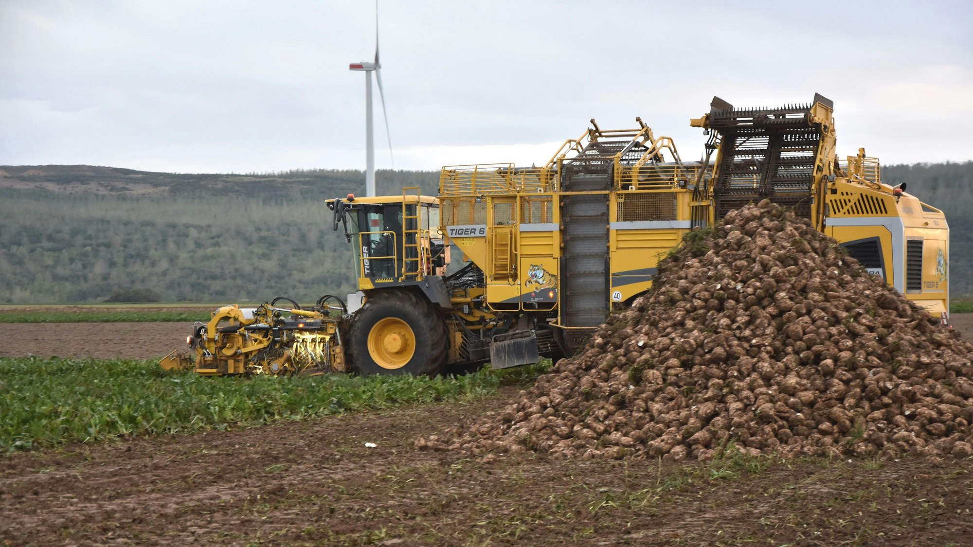 Das Bild zeigt einen großen Stapel Rüben. Dahinter ein gelbes Fahrzeug eines Landwirts.