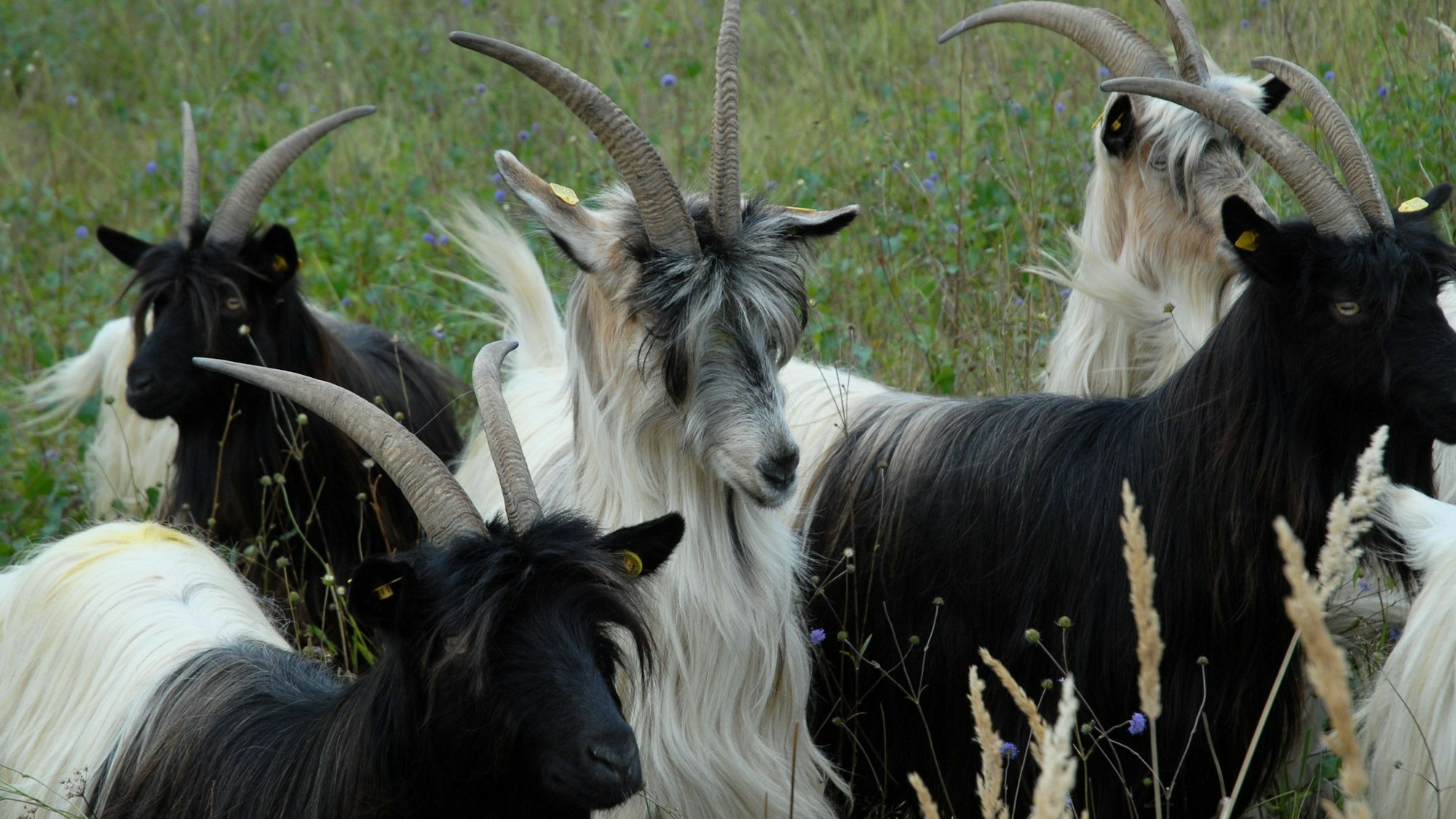 Zu sehen sind mehrere Walliser Schwarzhalsziegen auf einer Wiese.