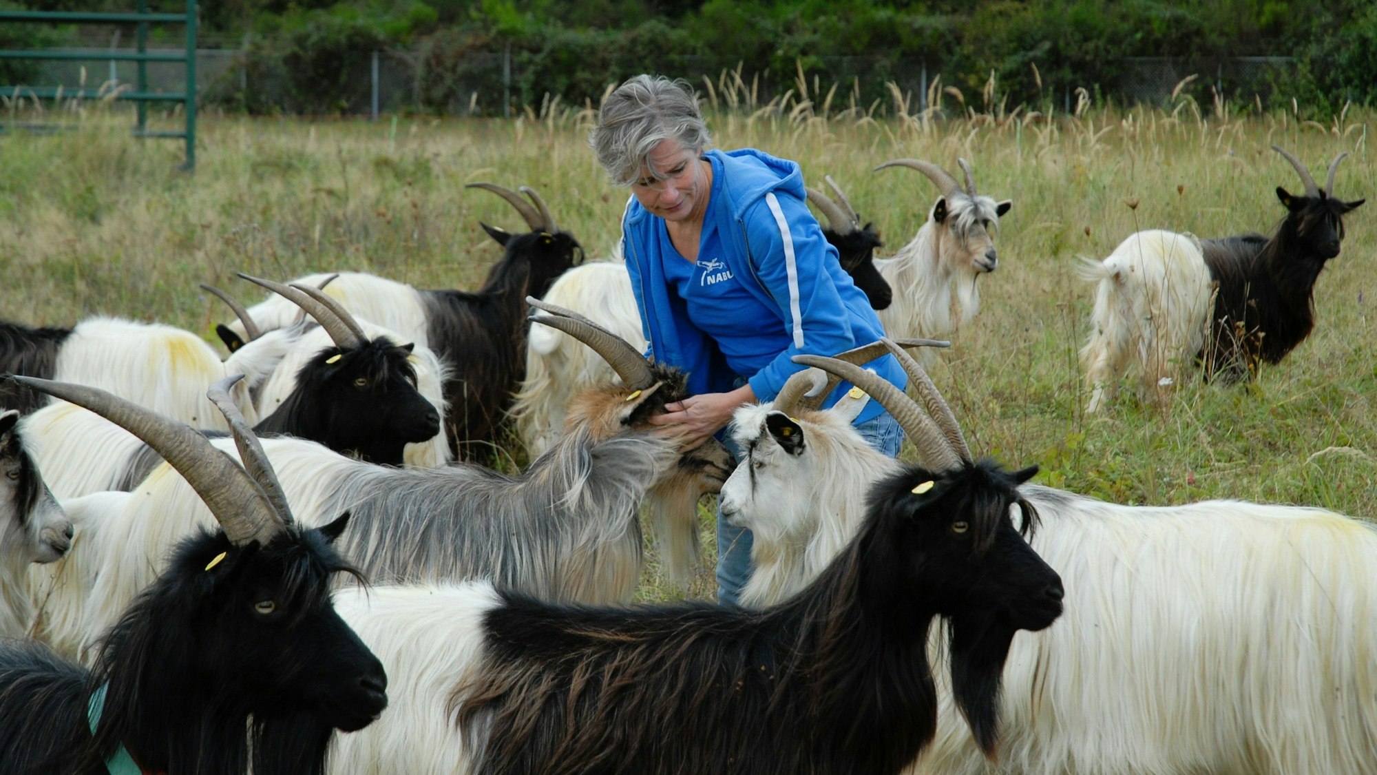 Eine Frau steht zwischen Walliser Schwarzhalsziegen.