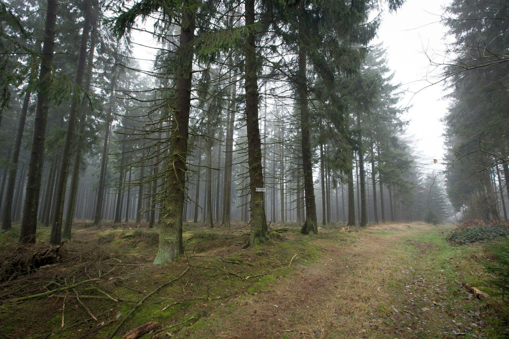 Die 80-Jährige wurde im Eggegebirge bei Willebadessen nach Tagen lebend gefunden. (Archivbild)