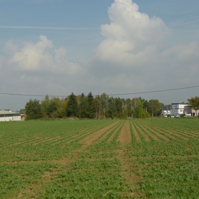 Das Bild zeigt eine Ackerfläche und Bäume am Dorfrand von Kirchheim.