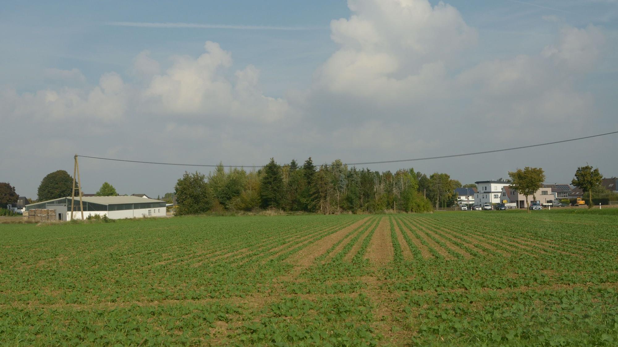 Das Bild zeigt eine Ackerfläche und Bäume am Dorfrand von Kirchheim.