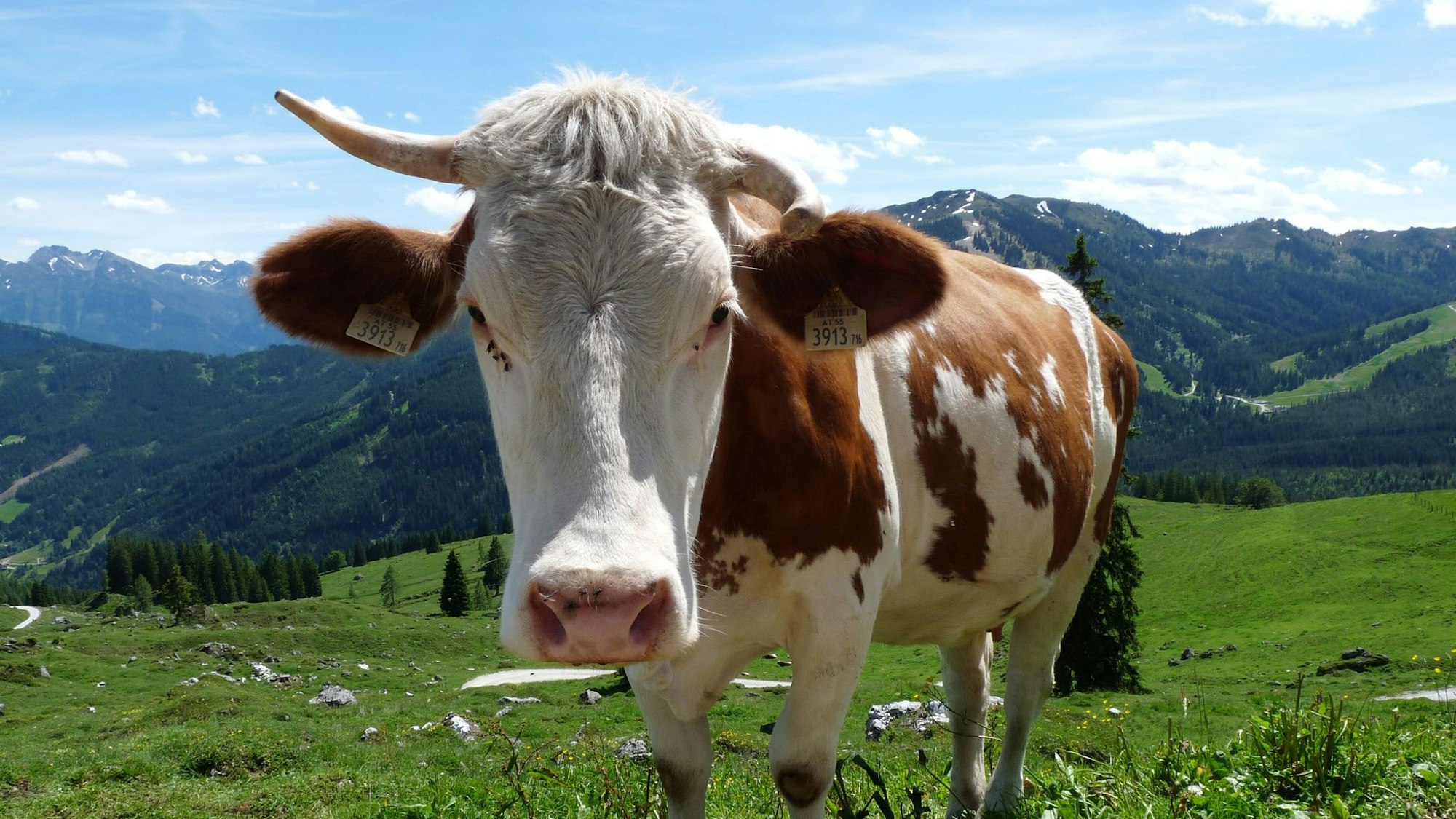 «Weidemilch» klingt nach Kühen auf riesigen, saftigen Wiesen – doch was steckt wirklich hinter dem Begriff?